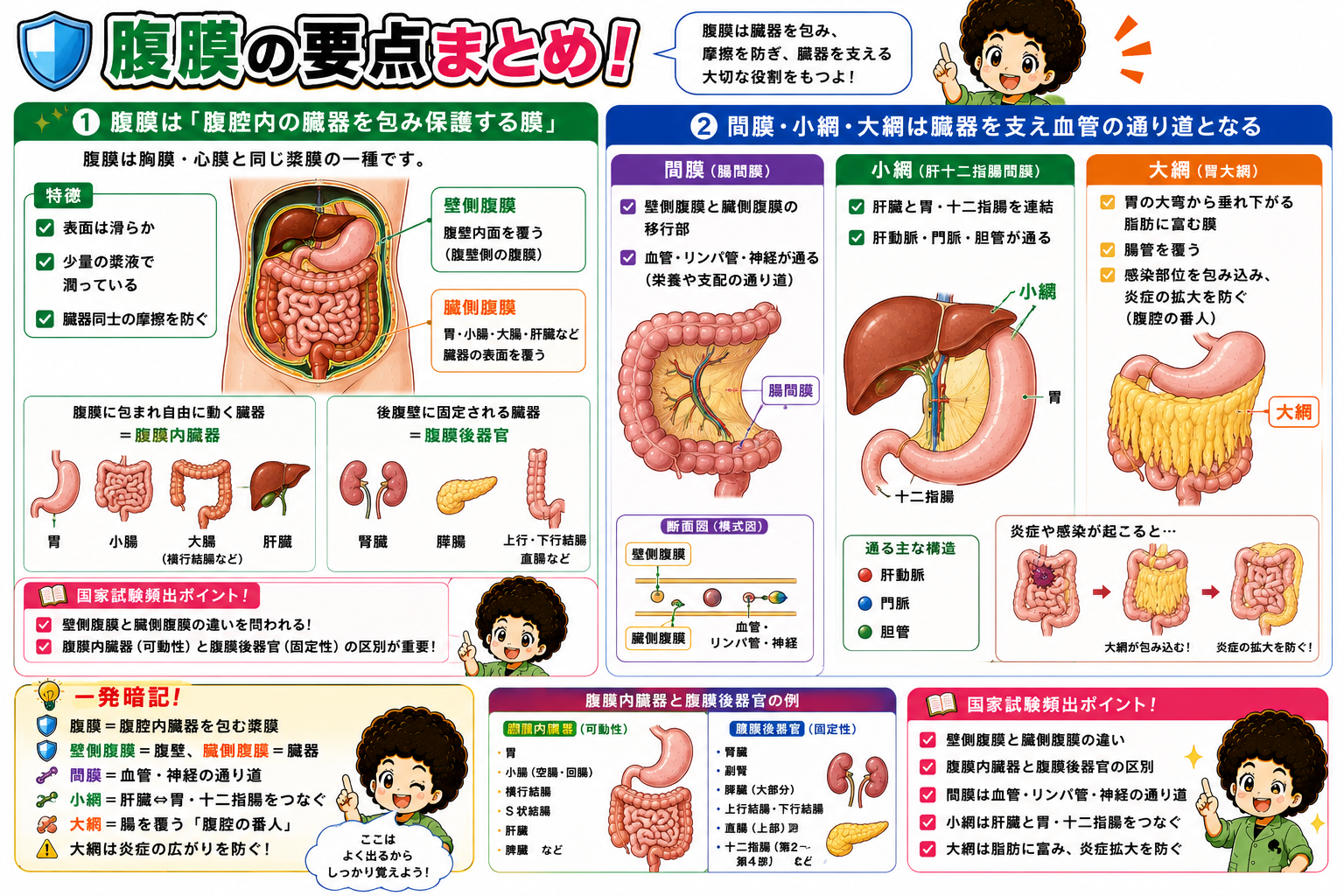 腹膜は壁側腹膜・臓側腹膜に分かれ、腹膜内臓器と腹膜後器官を区別する