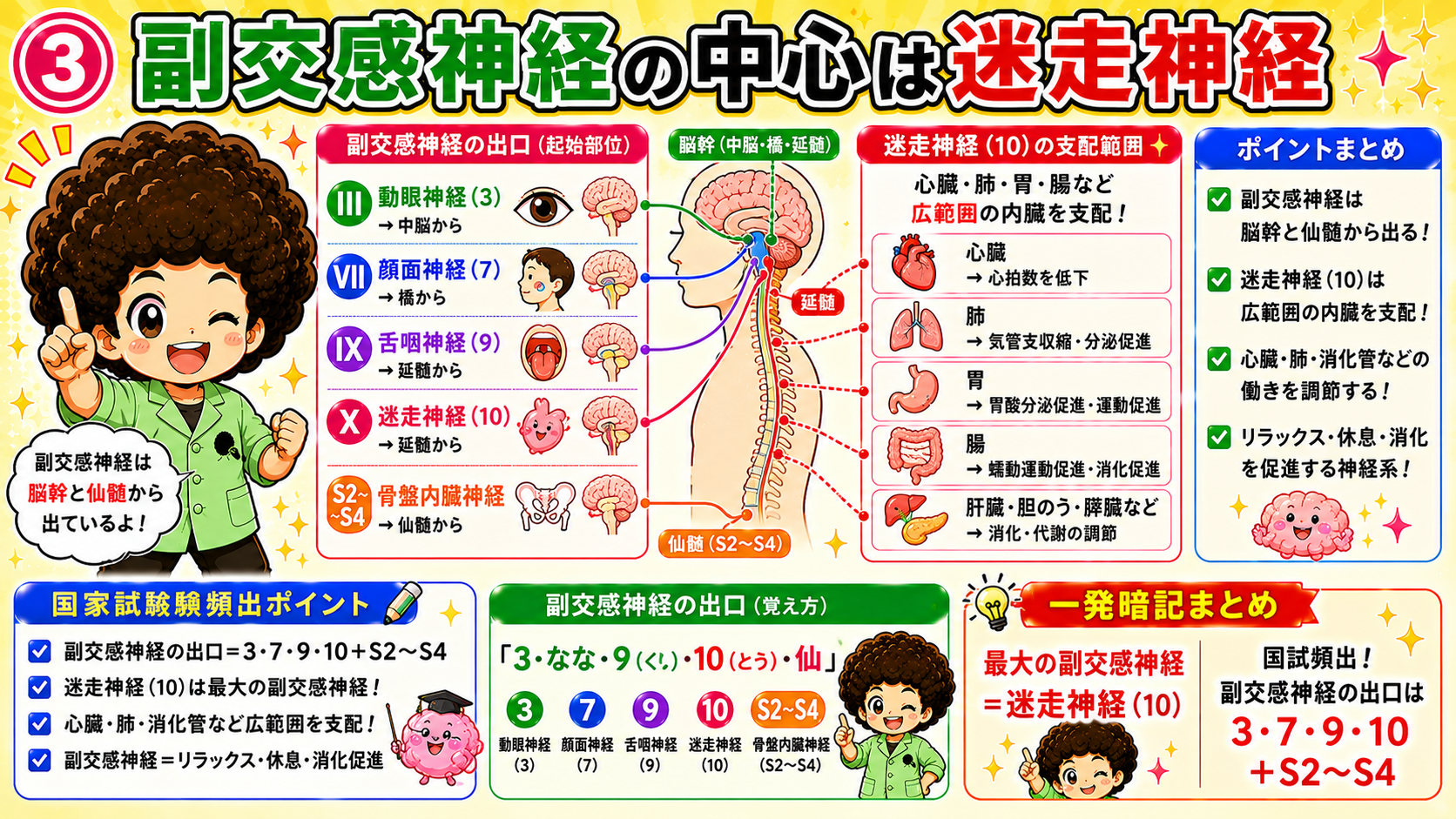 副交感神経の出口は脳神経3・7・9・10と仙髄S2〜S4の5経路