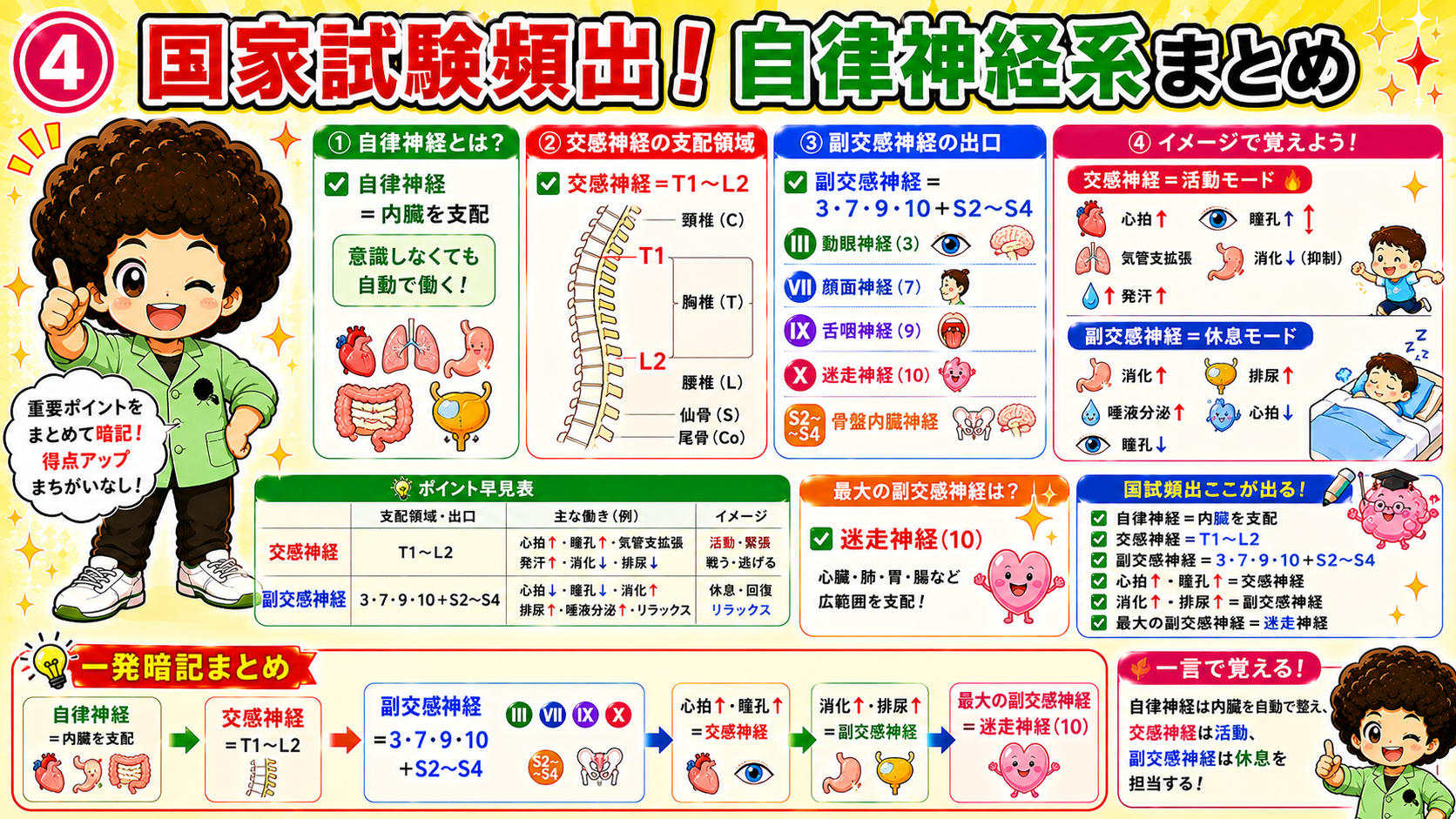 交感神経=T1〜L2、副交感神経=3・7・9・10+S2〜S4、最大の副交感神経=迷走神経(10)