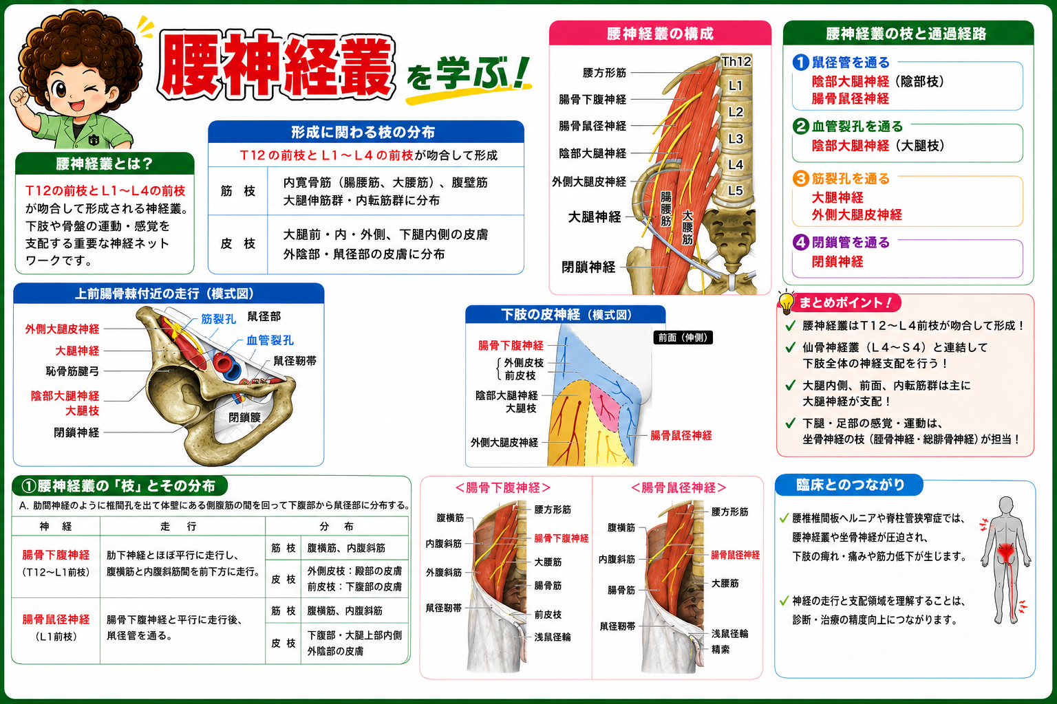 腰神経叢・仙骨神経叢｜腰神経叢・仙骨神経叢 1