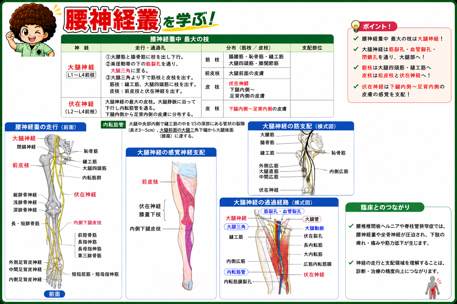 大腿神経・伏在神経の走行と筋支配・感覚支配