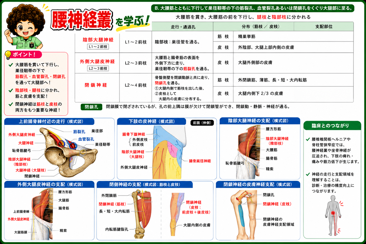 陰部大腿神経・外側大腿皮神経・閉鎖神経の走行と支配