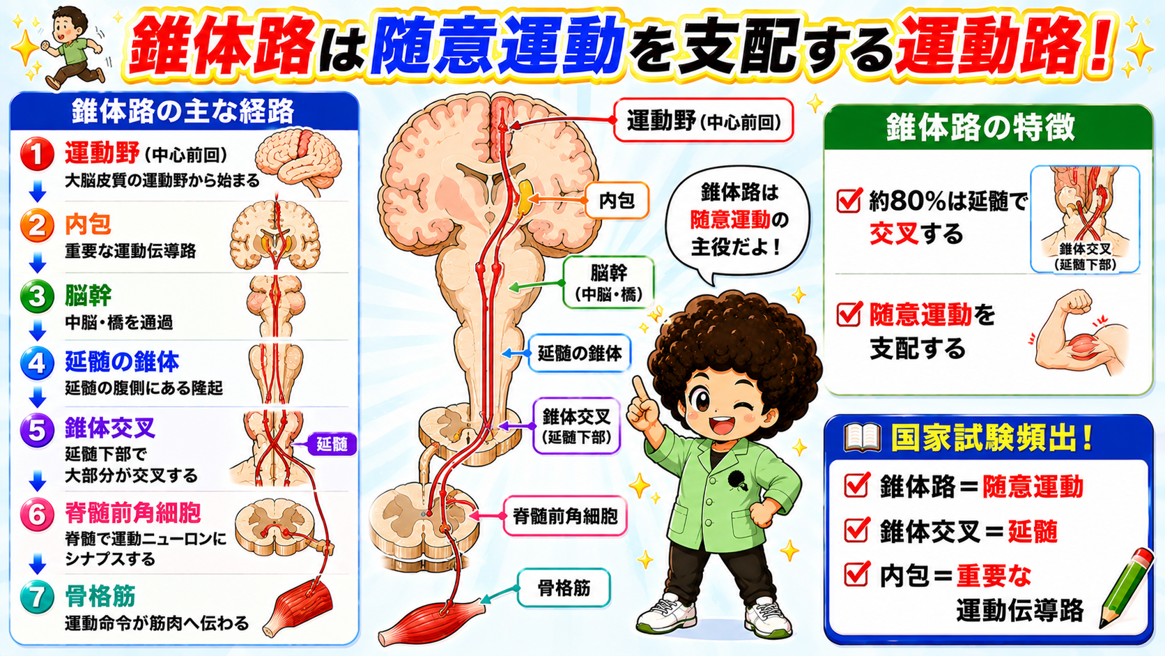 錐体路の経路(運動野→内包→脳幹→延髄錐体→錐体交叉→脊髄前角→骨格筋)