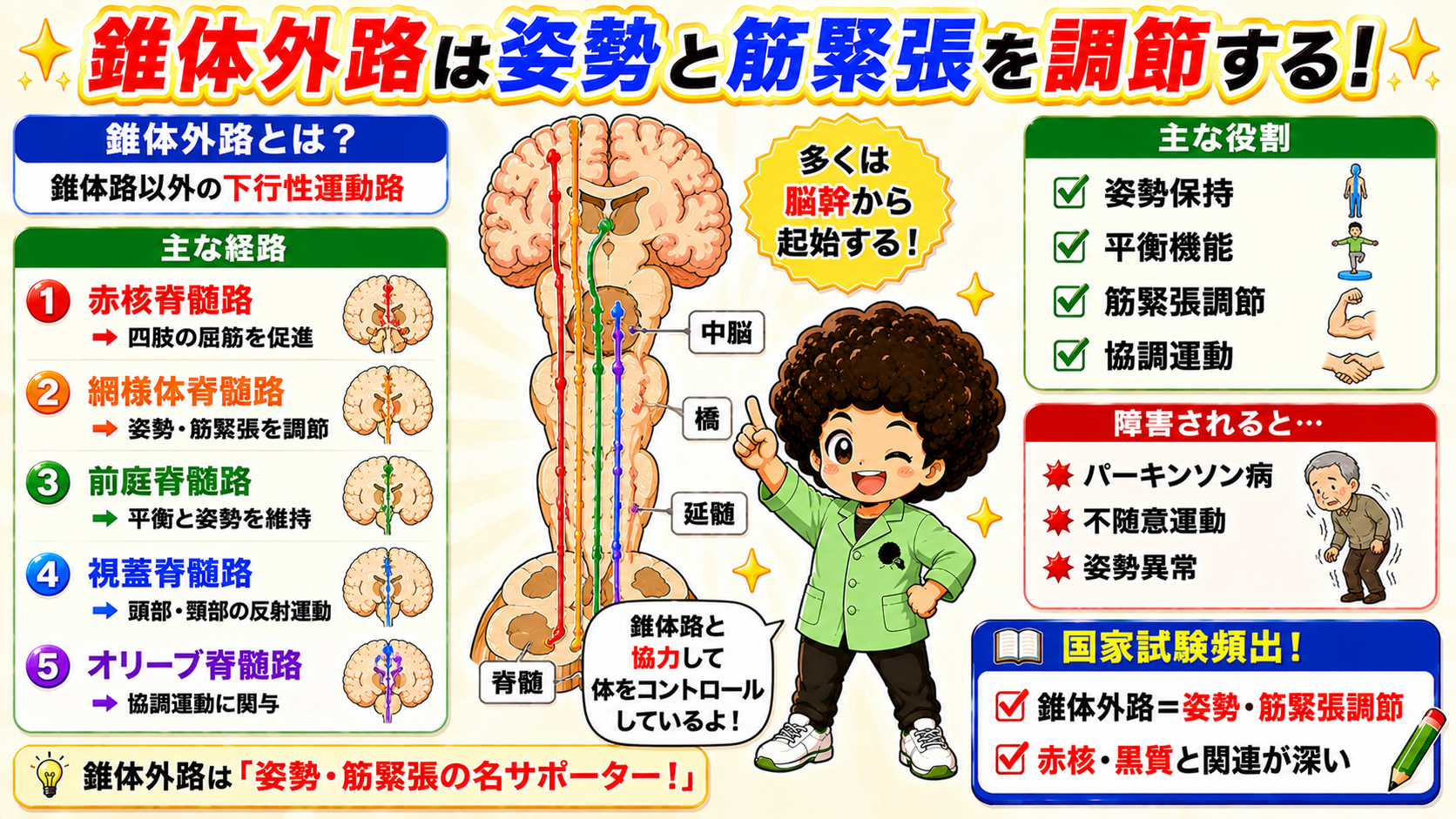 錐体外路(赤核脊髄路・網様体脊髄路・前庭脊髄路など)は姿勢と筋緊張を調節する