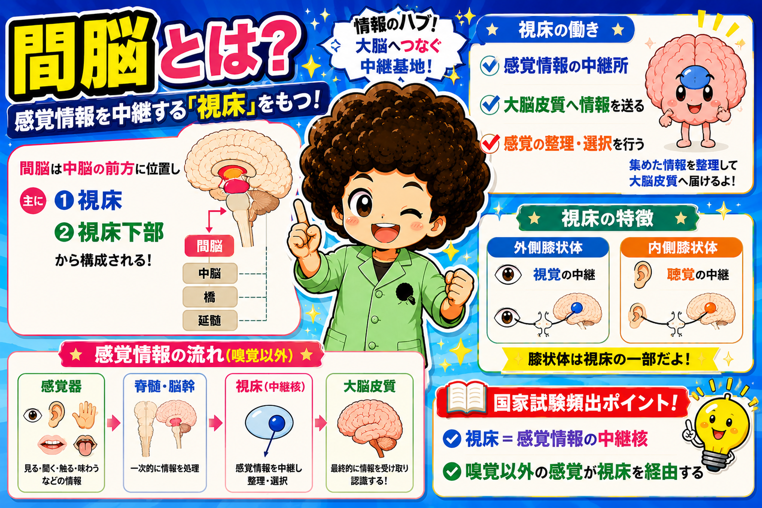 間脳は視床と視床下部から構成される、感覚情報のハブ