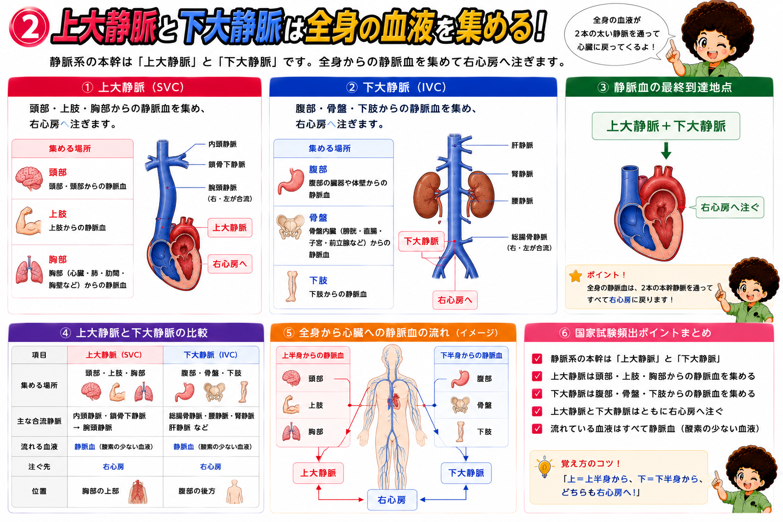 上大静脈は頭部・上肢・胸部から、下大静脈は腹部・骨盤・下肢から静脈血を集めて右心房へ注ぐ。