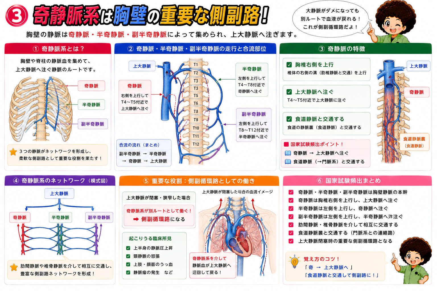 奇静脈・半奇静脈・副半奇静脈のネットワーク。副半奇静脈→半奇静脈→奇静脈→上大静脈の順に合流する。