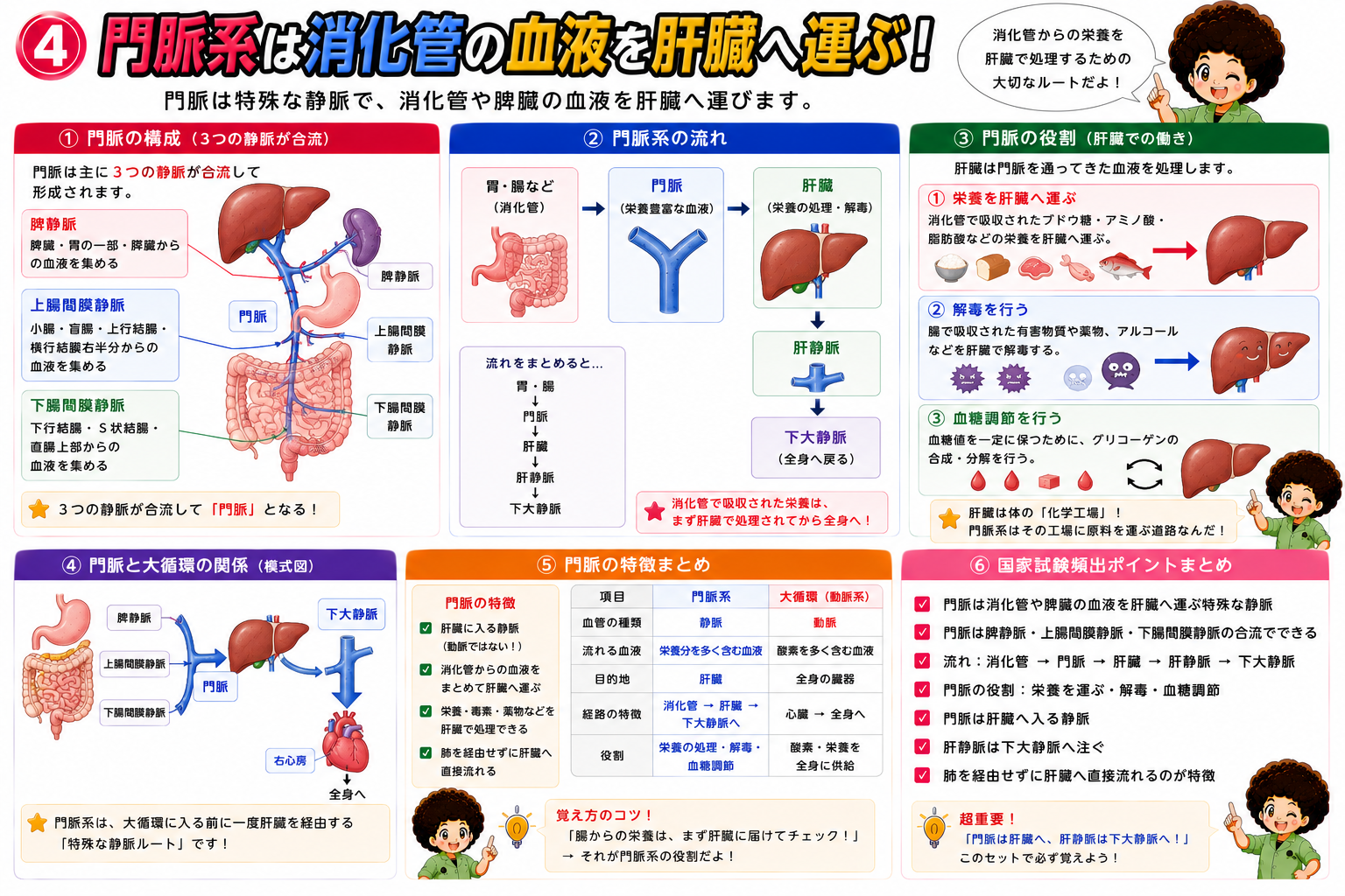 脾静脈・上腸間膜静脈・下腸間膜静脈が合流して門脈となり、消化管の血液を肝臓へ運ぶ。