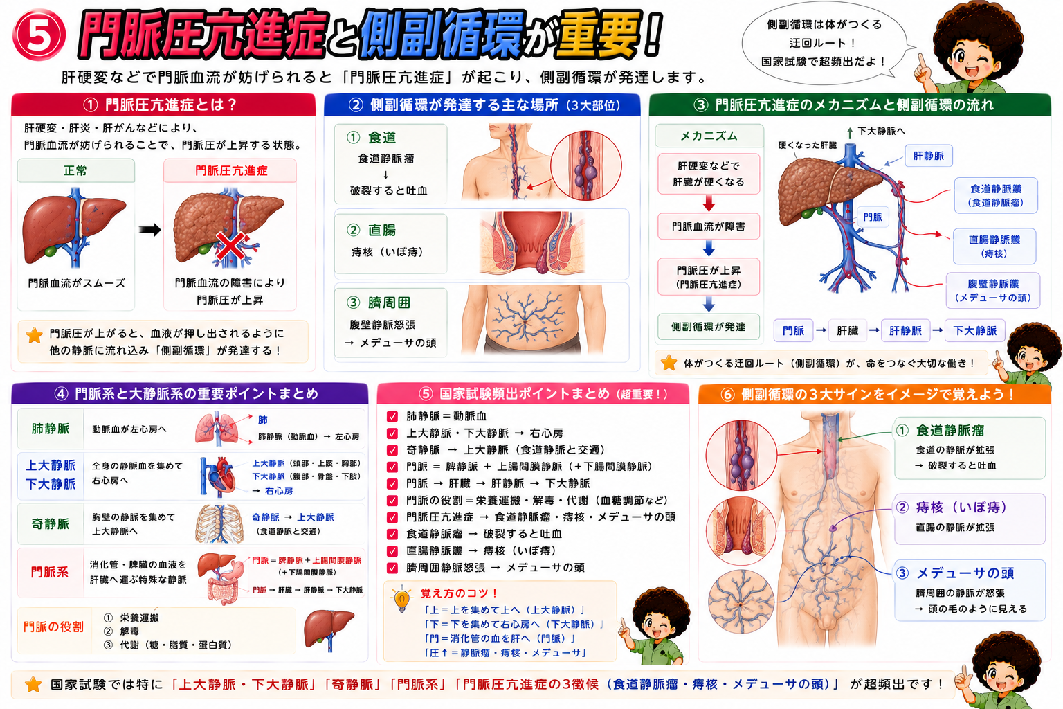 門脈圧亢進症により発達する側副循環の3大部位(食道静脈瘤・痔核・メデューサの頭)。