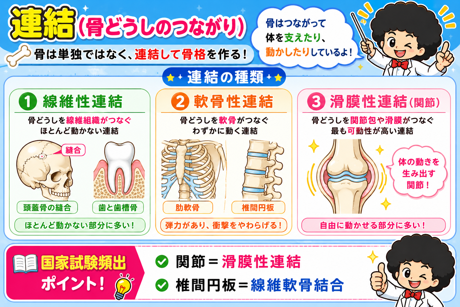 骨の連結｜骨の連結 1