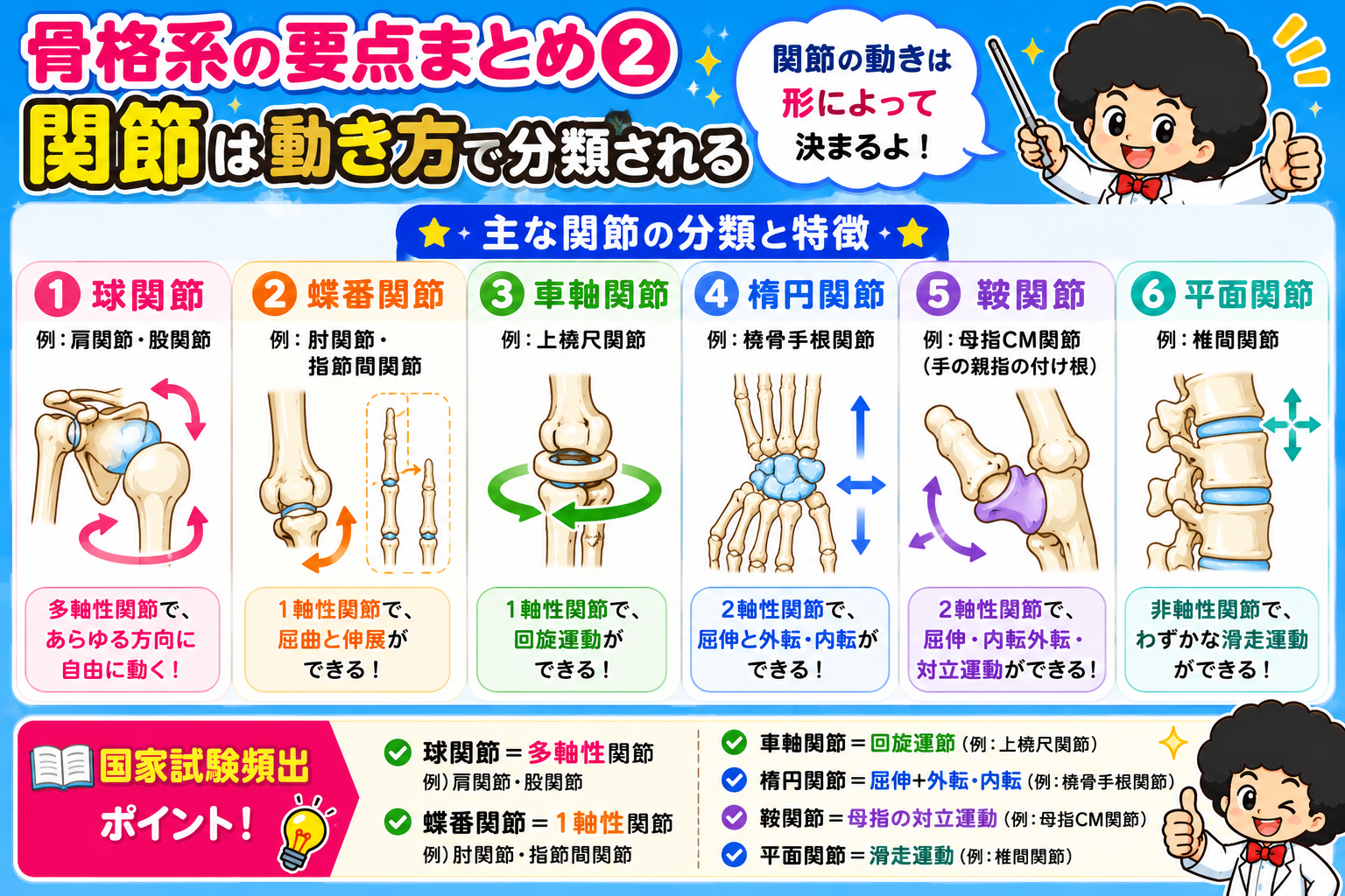 関節の6分類と主な運動（球関節〜平面関節）
