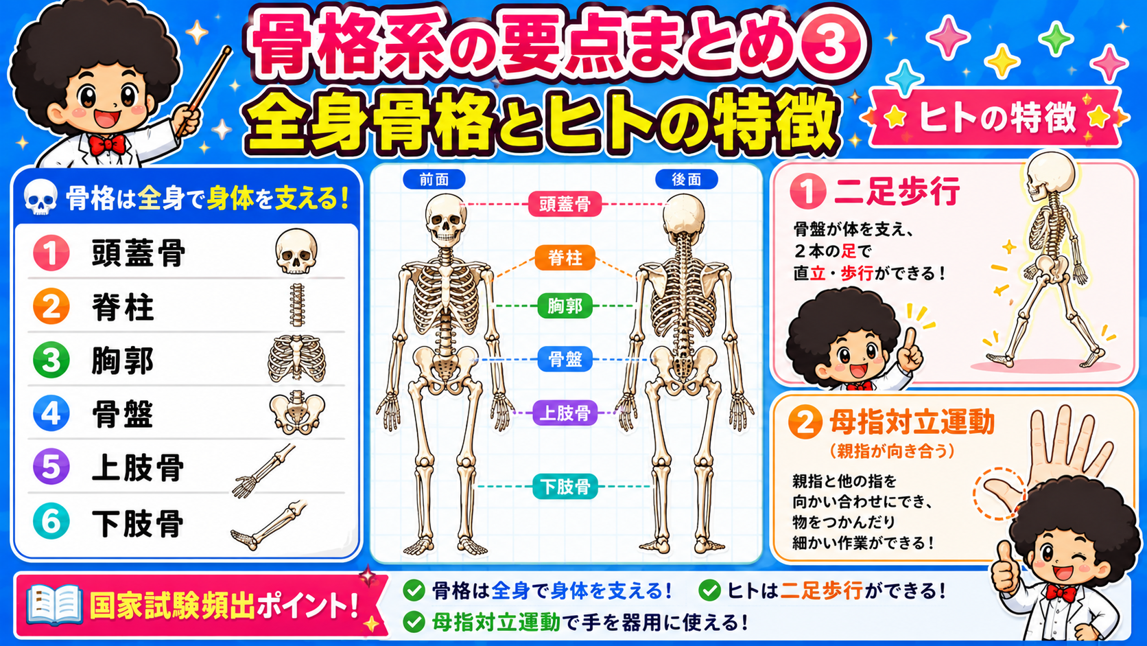 全身骨格の6区分(頭蓋骨・脊柱・胸郭・骨盤・上肢骨・下肢骨)