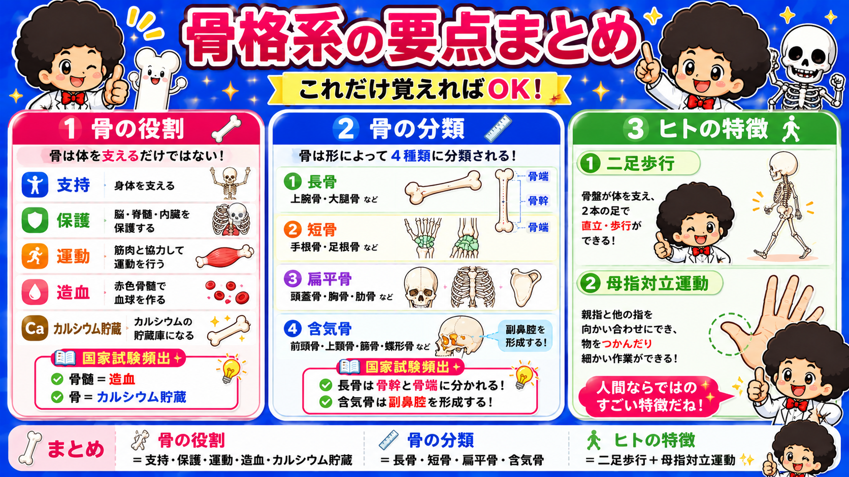 骨格系の要点まとめ(役割・分類・ヒトの特徴)