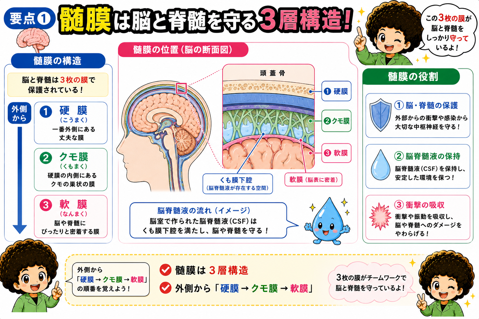 髄膜は脳と脊髄を守る3層構造（外側から硬膜・クモ膜・軟膜）