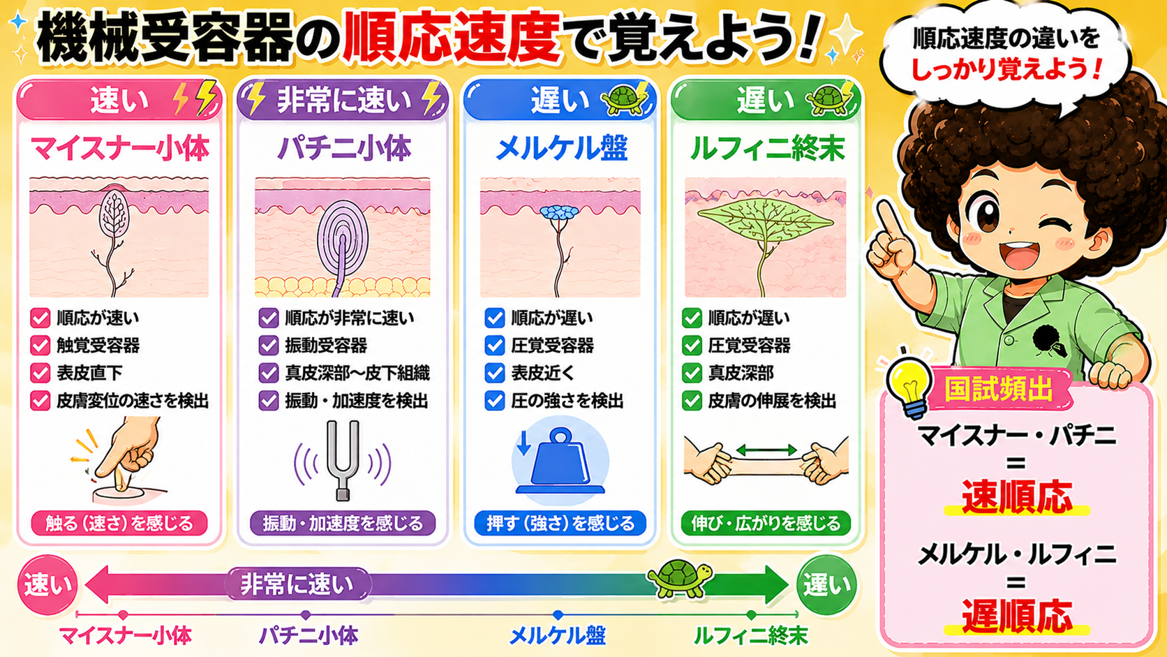 順応速度で分類した4つの機械受容器