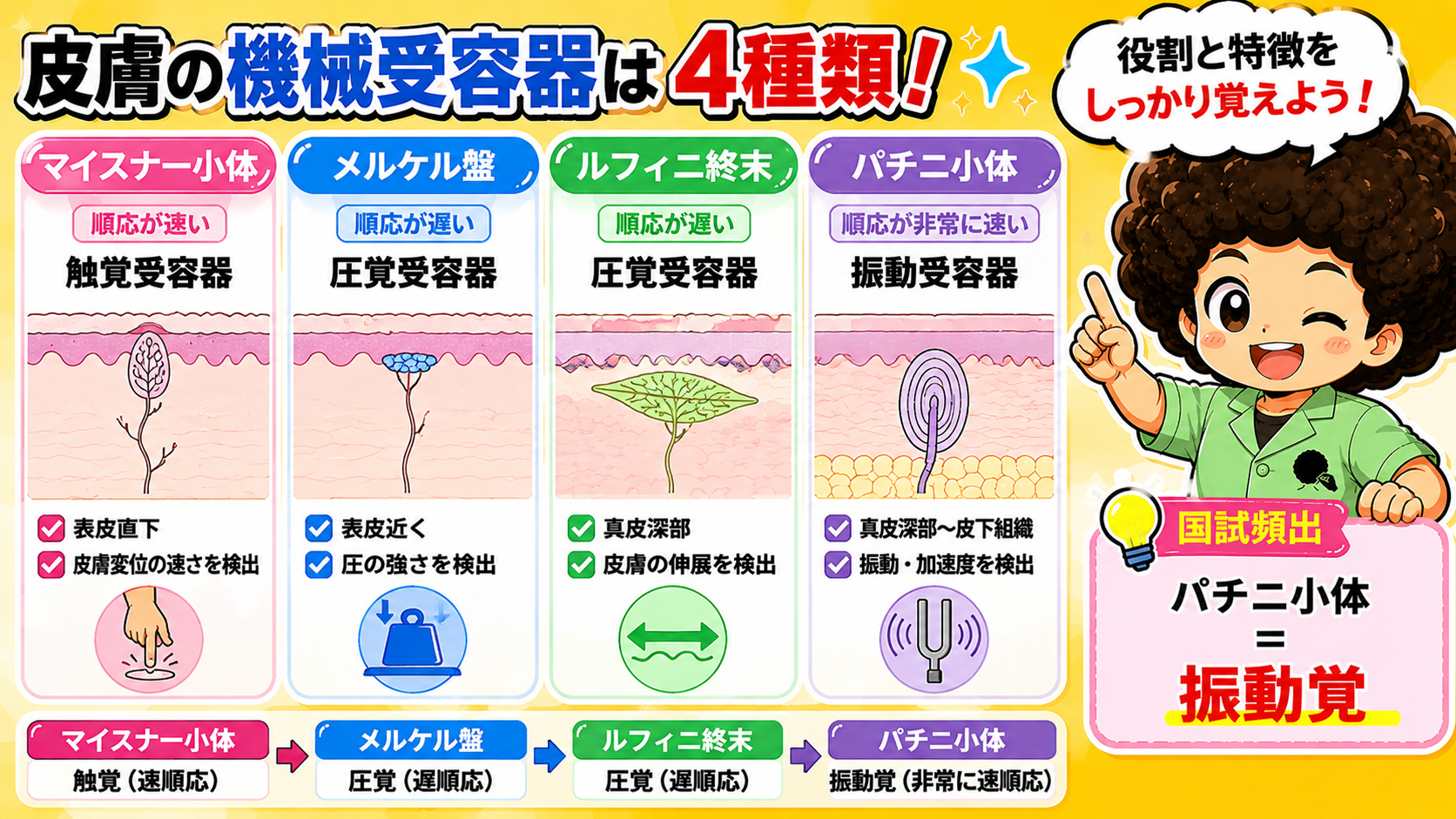 4種類の機械受容器の役割と特徴