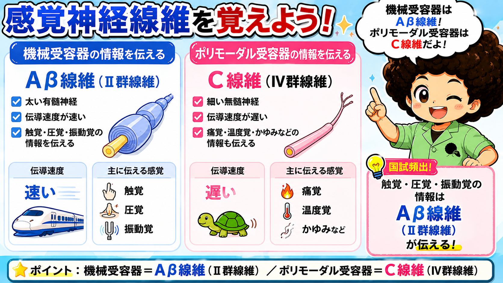 Aβ線維とC線維の比較