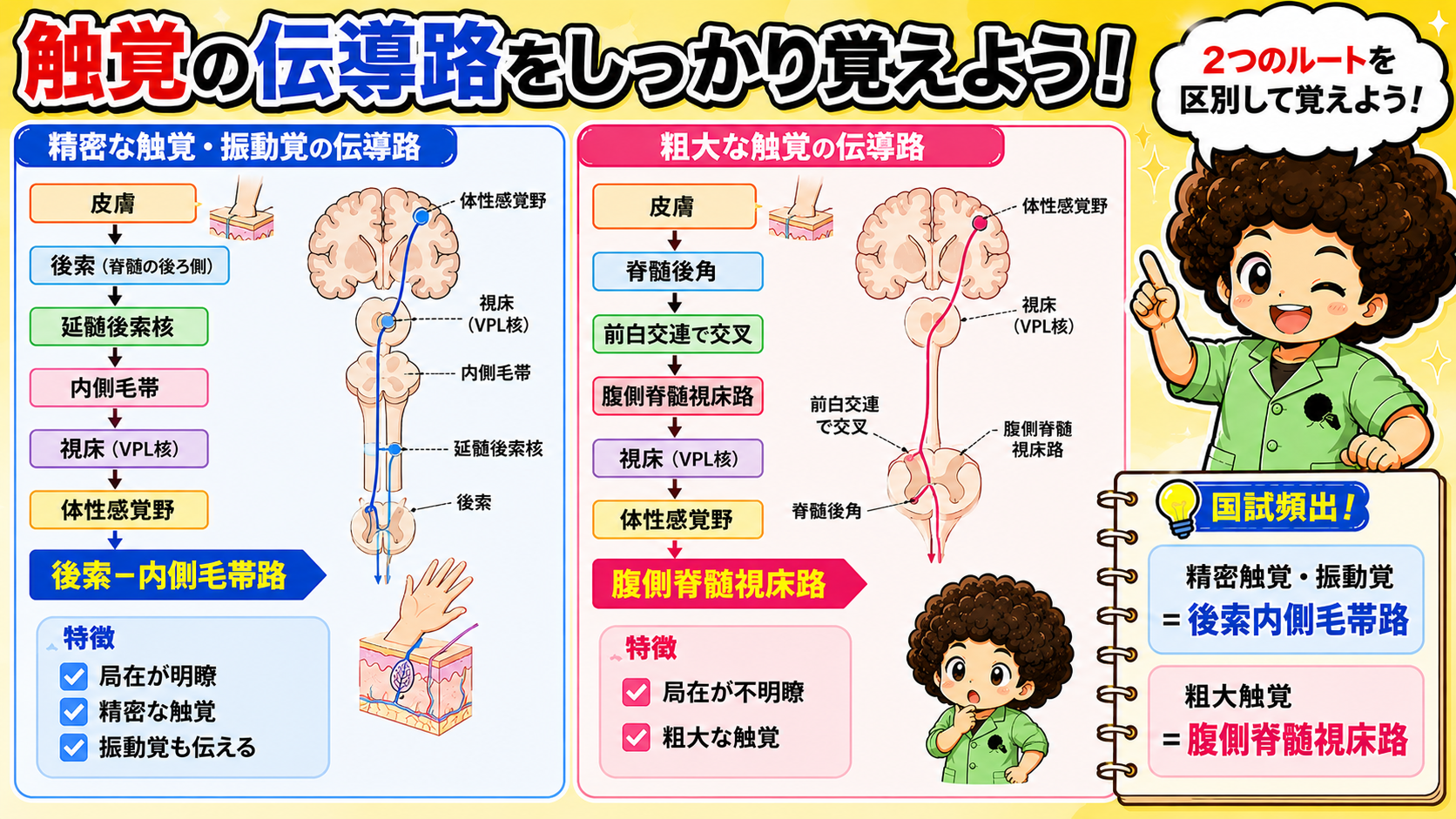 精密触覚・振動覚と粗大触覚の2つの伝導路