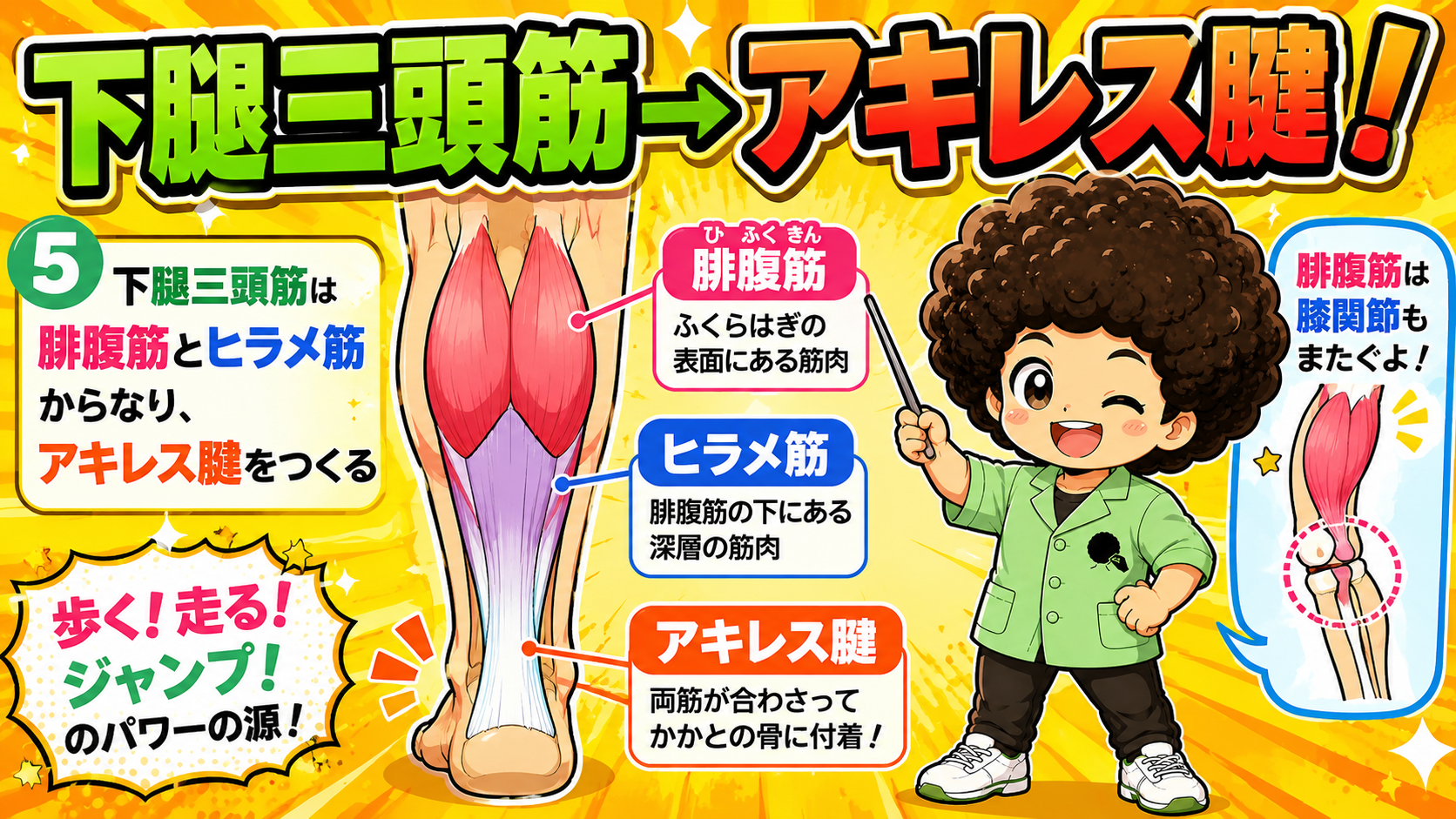 下腿三頭筋＝腓腹筋＋ヒラメ筋。合わさってアキレス腱をつくり踵骨に付着する