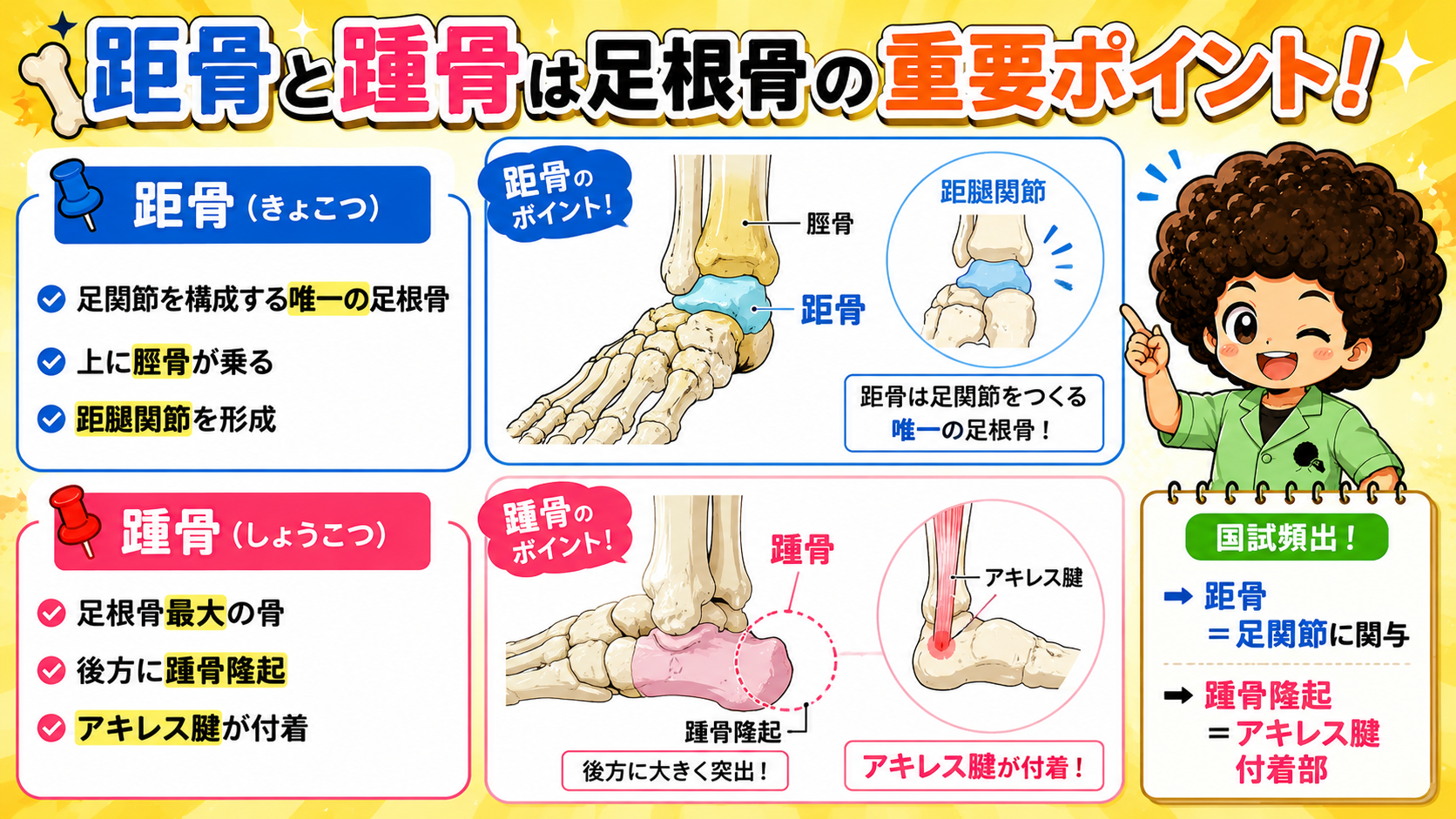 距骨は脛骨と距腿関節を形成し、足関節を構成する唯一の足根骨