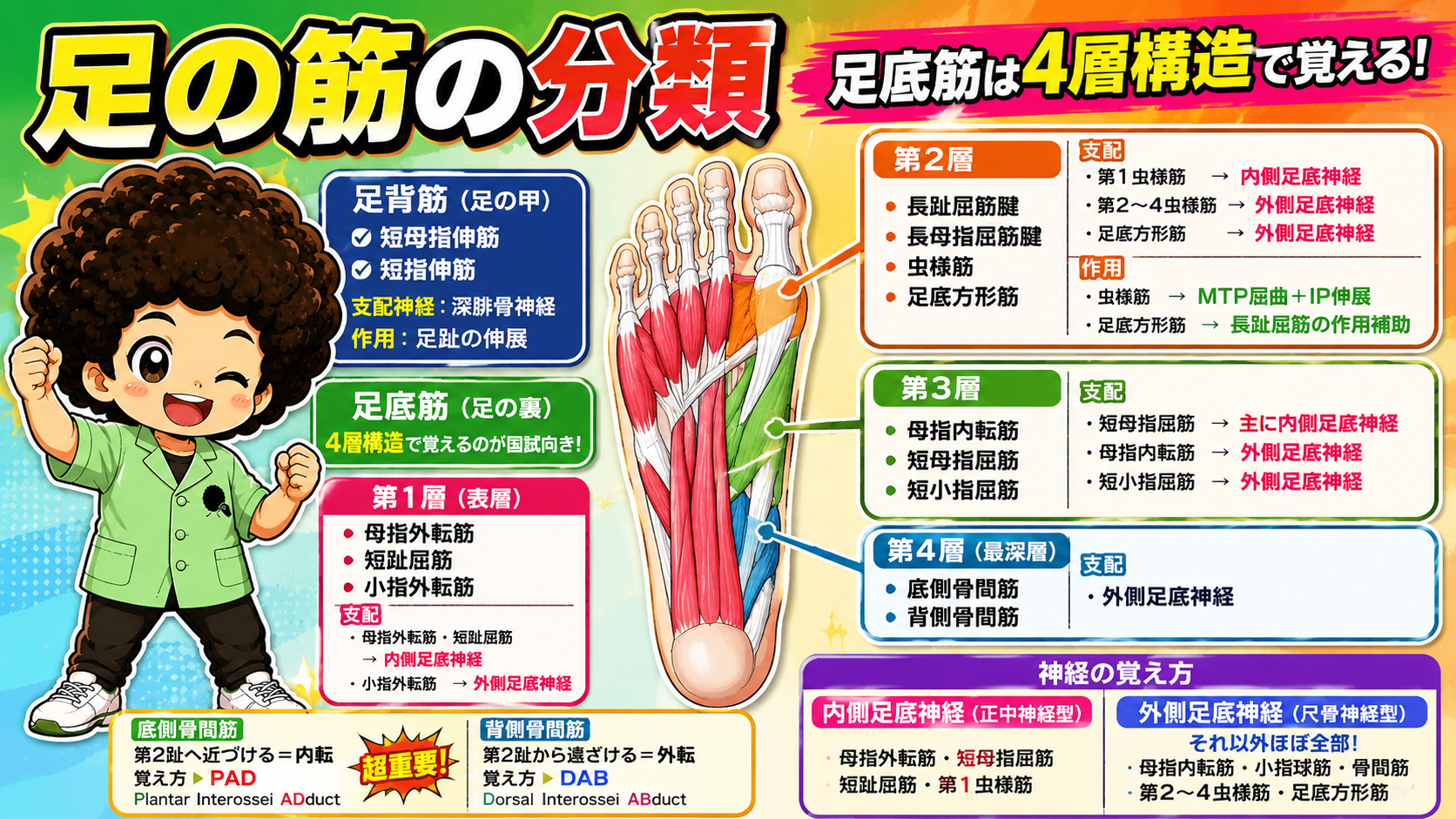 足底神経｜足底神経 1