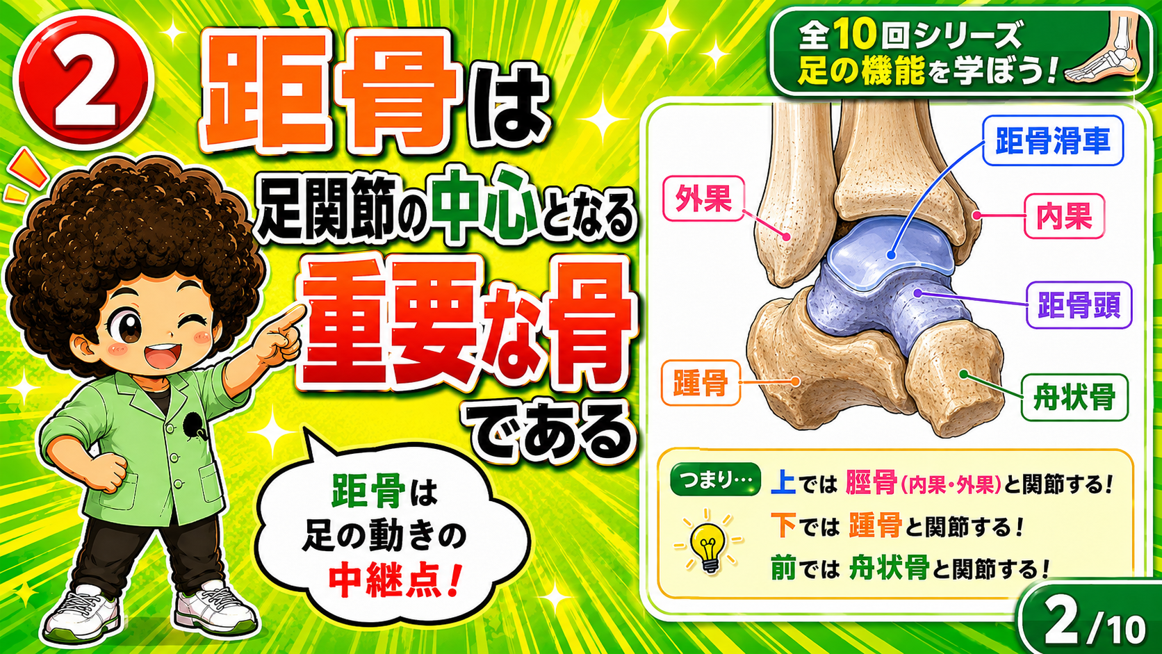 距骨は上で脛骨・腓骨、下で踵骨、前で舟状骨と関節する足関節の中心骨