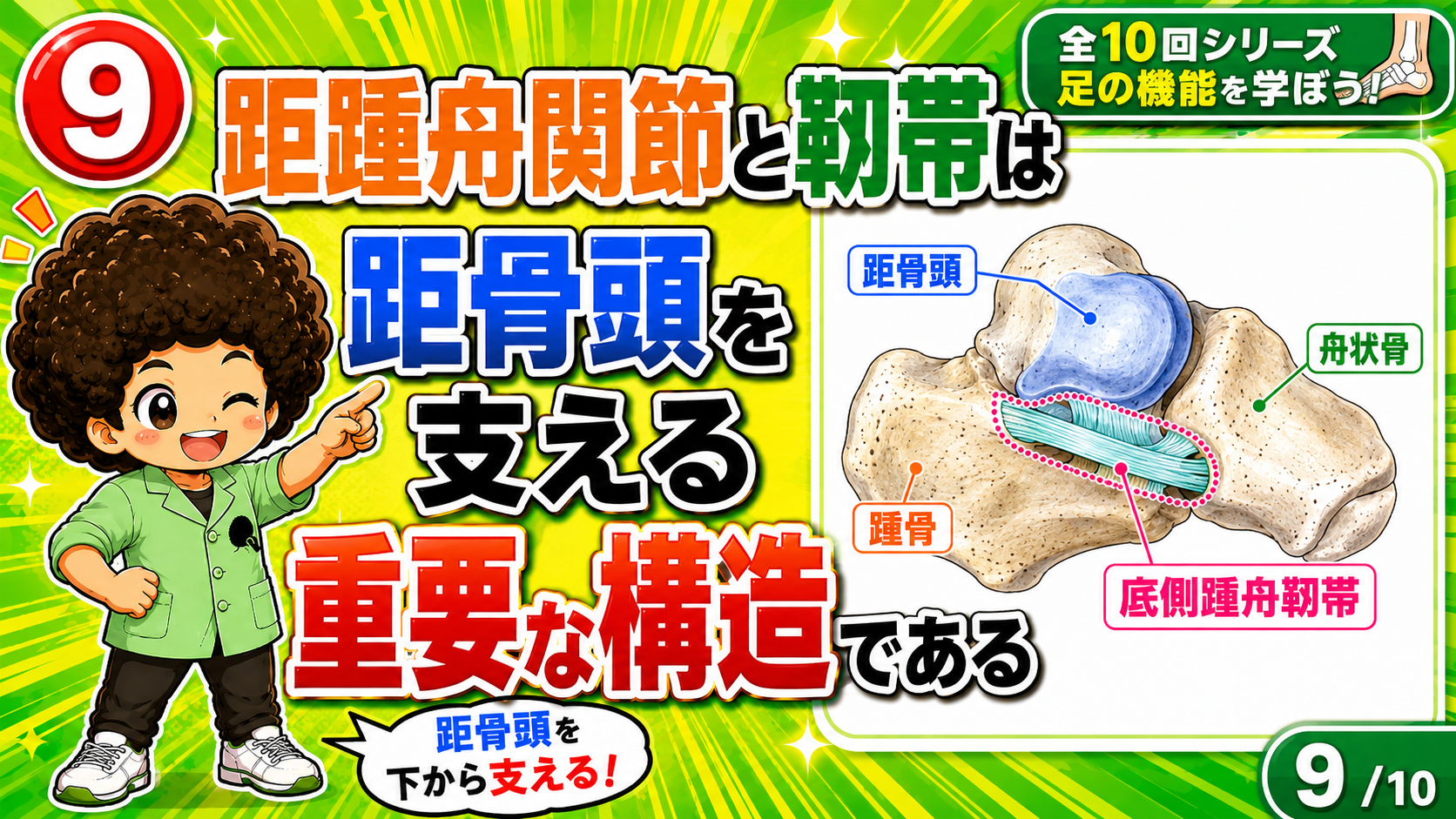 距骨頭を下から支える底側踵舟靭帯（踵骨と舟状骨の間）
