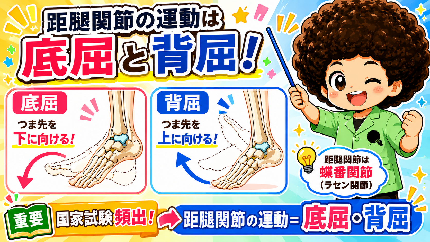 距腿関節の運動は底屈（つま先を下）と背屈（つま先を上）の2方向