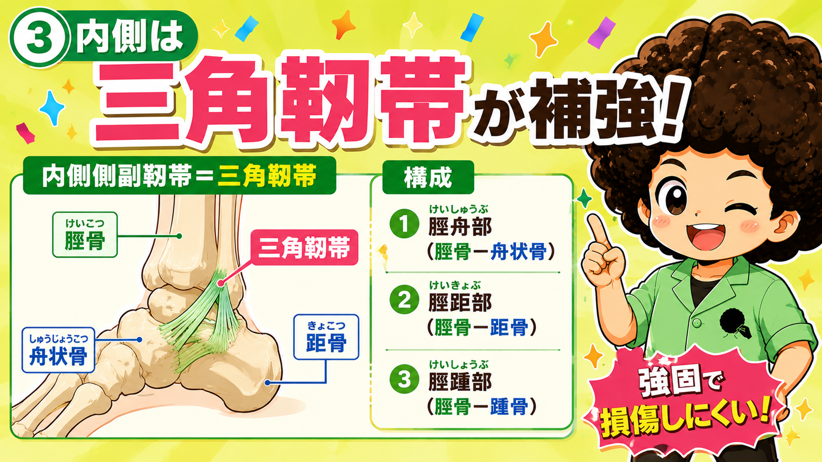 内側は三角靭帯（脛舟部・脛距部・脛踵部）が補強し、強固で損傷しにくい