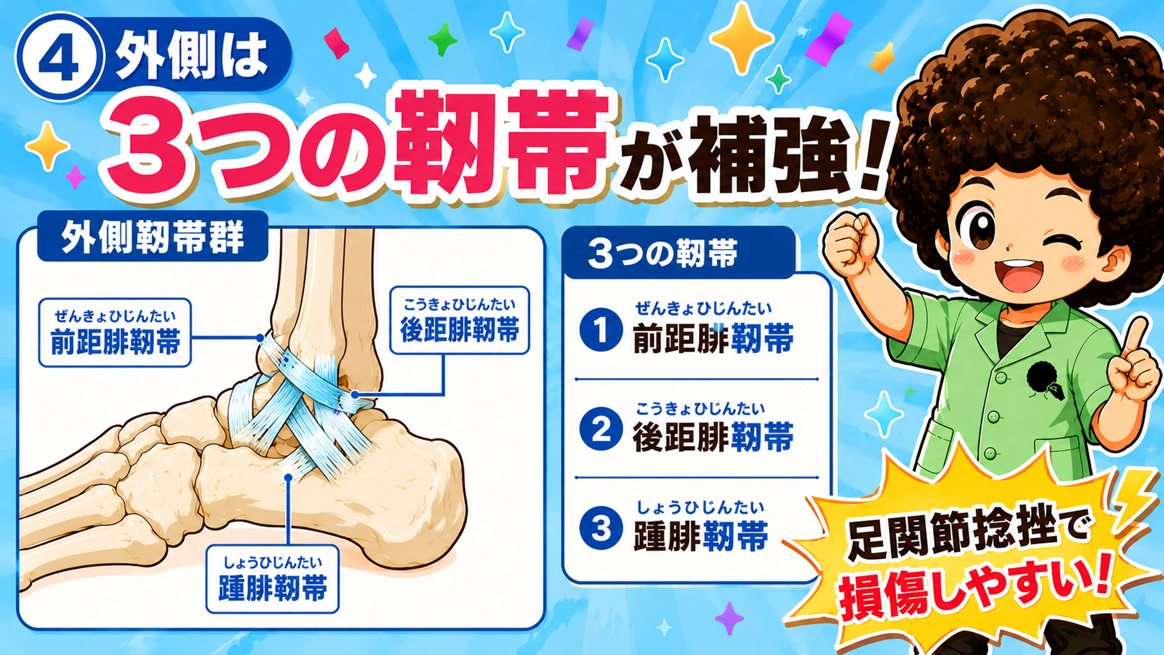 外側は前距腓靭帯・後距腓靭帯・踵腓靭帯の3つの靭帯が補強するが、足関節捻挫で損傷しやすい
