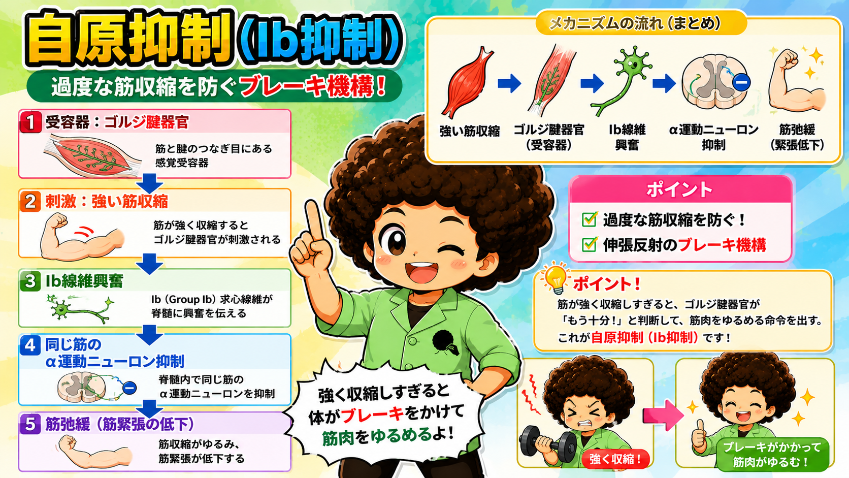 自原抑制（Ib抑制）の受容器・伝導路と5段階の流れ