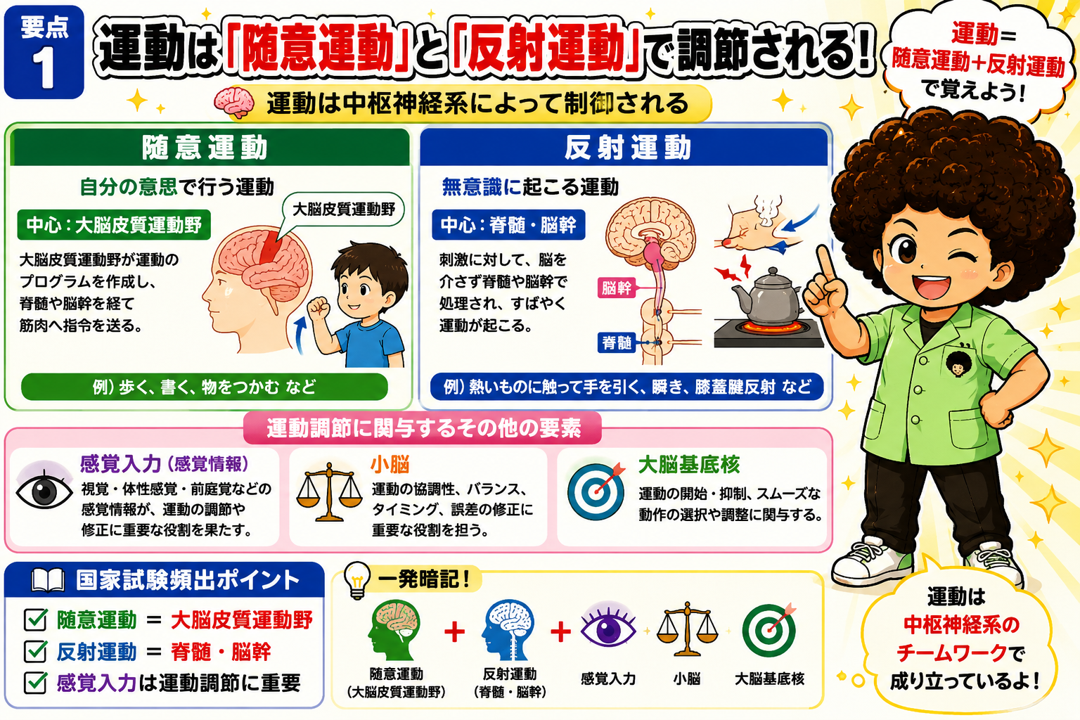 運動は随意運動と反射運動で調節され、感覚入力・小脳・大脳基底核が関与する