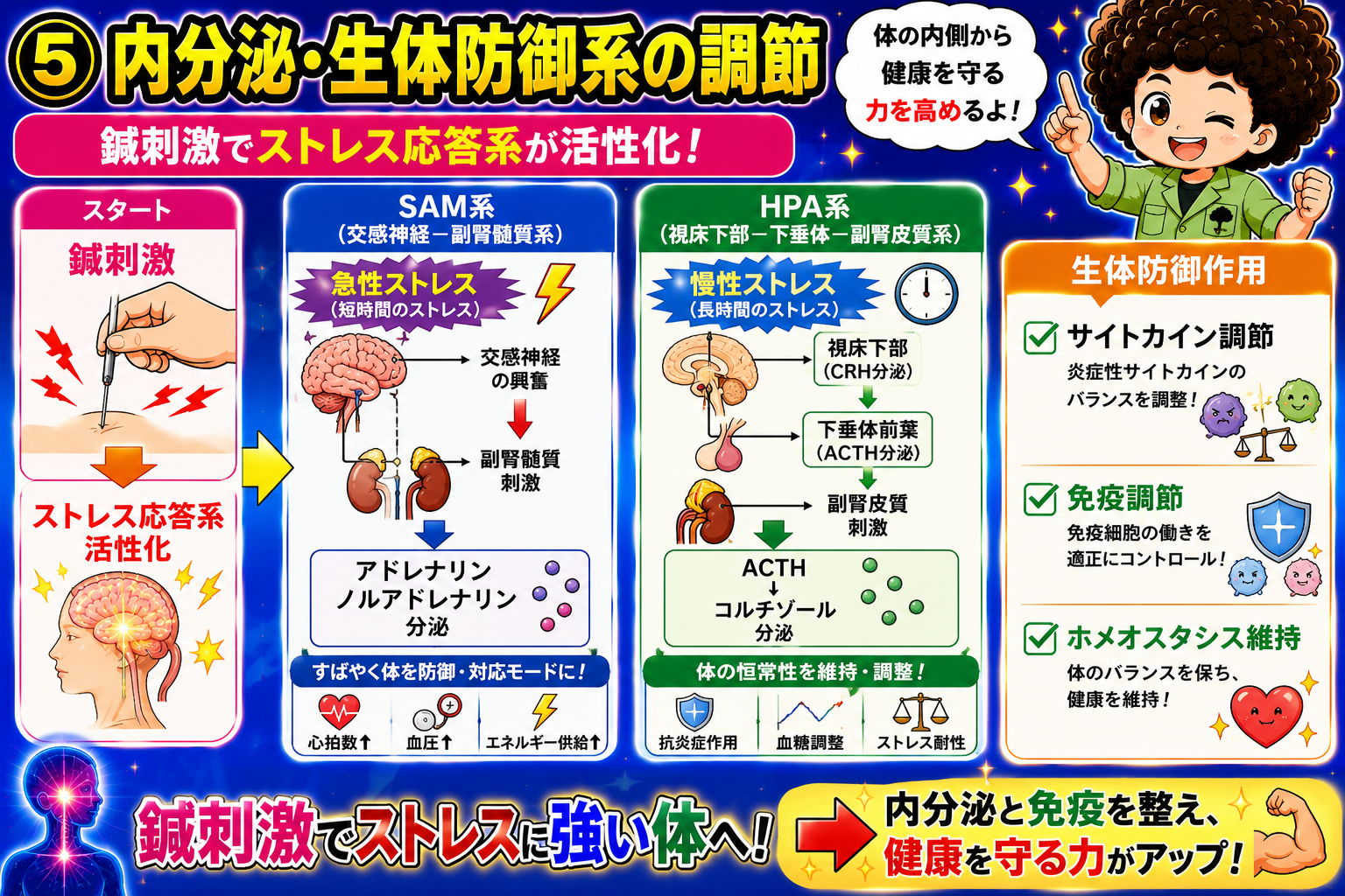 SAM系＝急性ストレス、HPA系＝慢性ストレス。生体防御作用は3つ