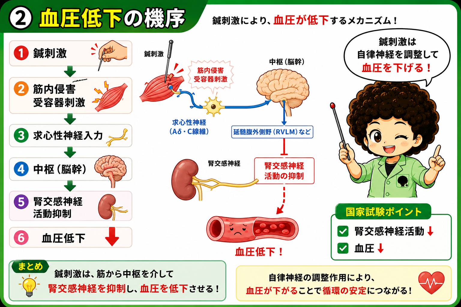 血圧低下の機序：鍼刺激→筋内侵害受容器→求心性神経→脳幹→腎交感神経抑制→血圧低下