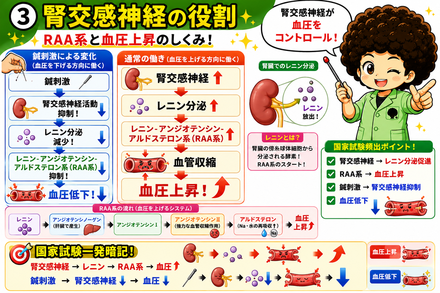 腎交感神経の役割とRAA系（腎交感神経→レニン→RAA系→血圧↑）