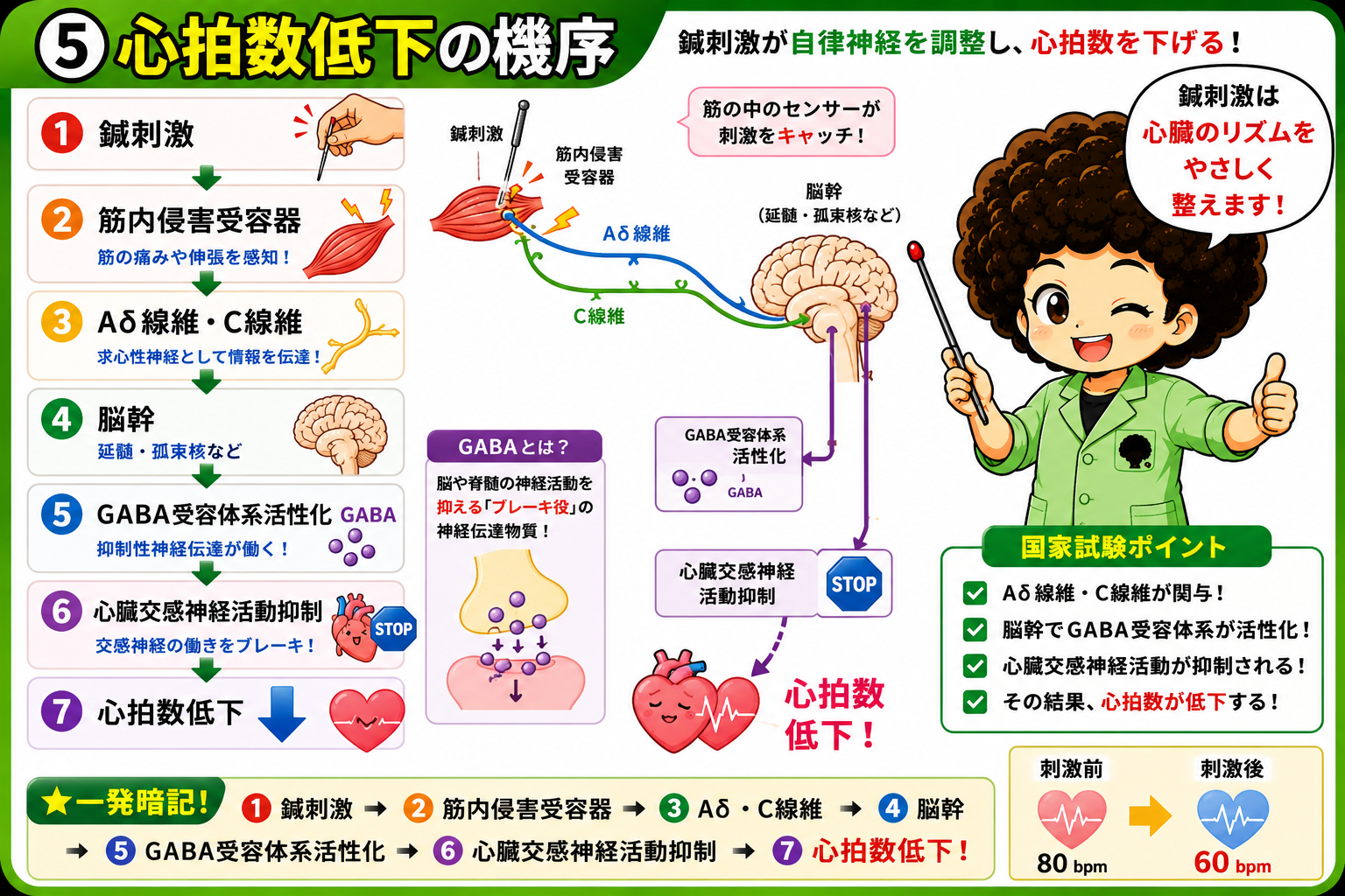 心拍数低下の機序：Aδ・C線維→脳幹→GABA受容体系活性化→心臓交感神経抑制→心拍数低下
