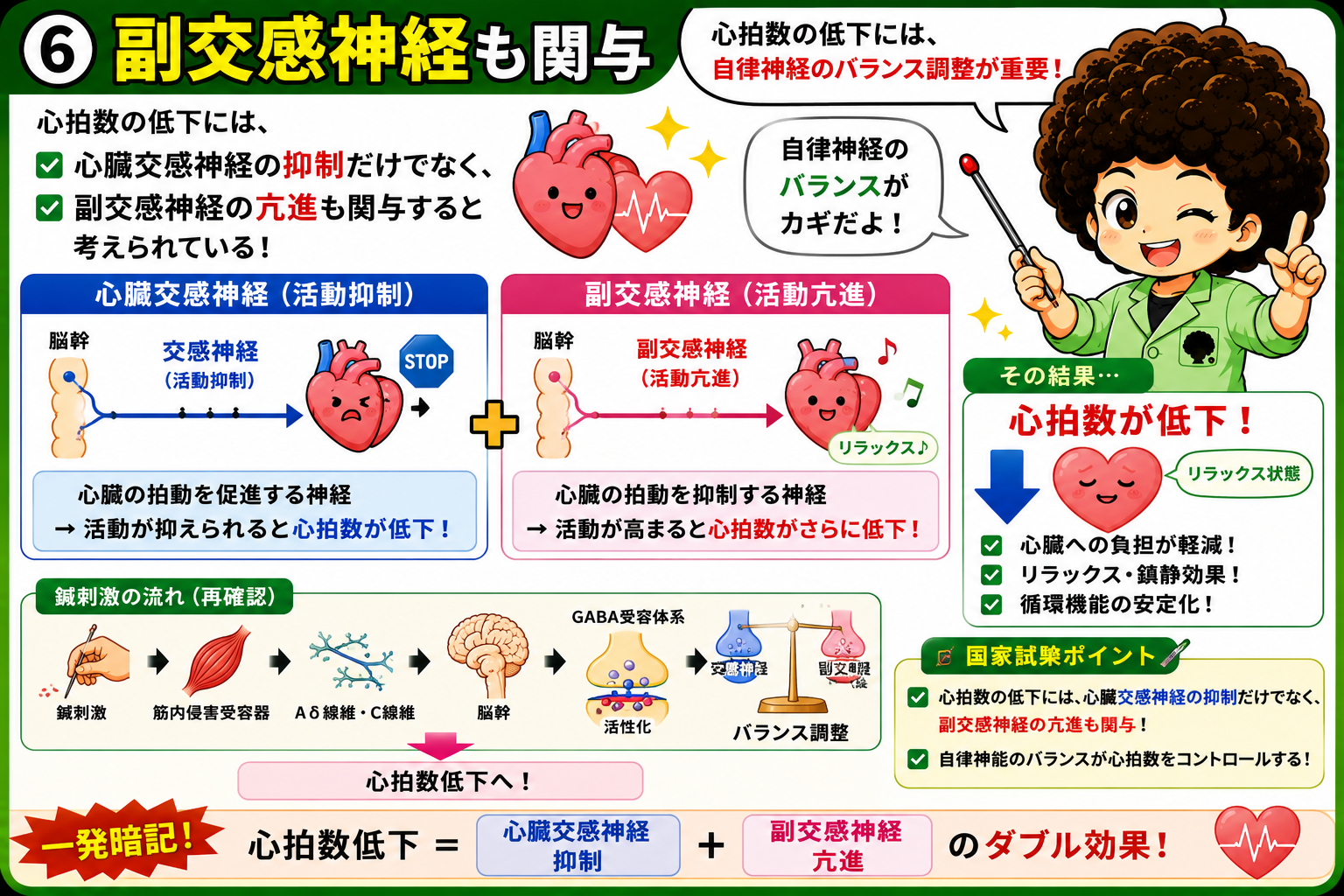 心拍数低下は心臓交感神経抑制＋副交感神経亢進のダブル効果