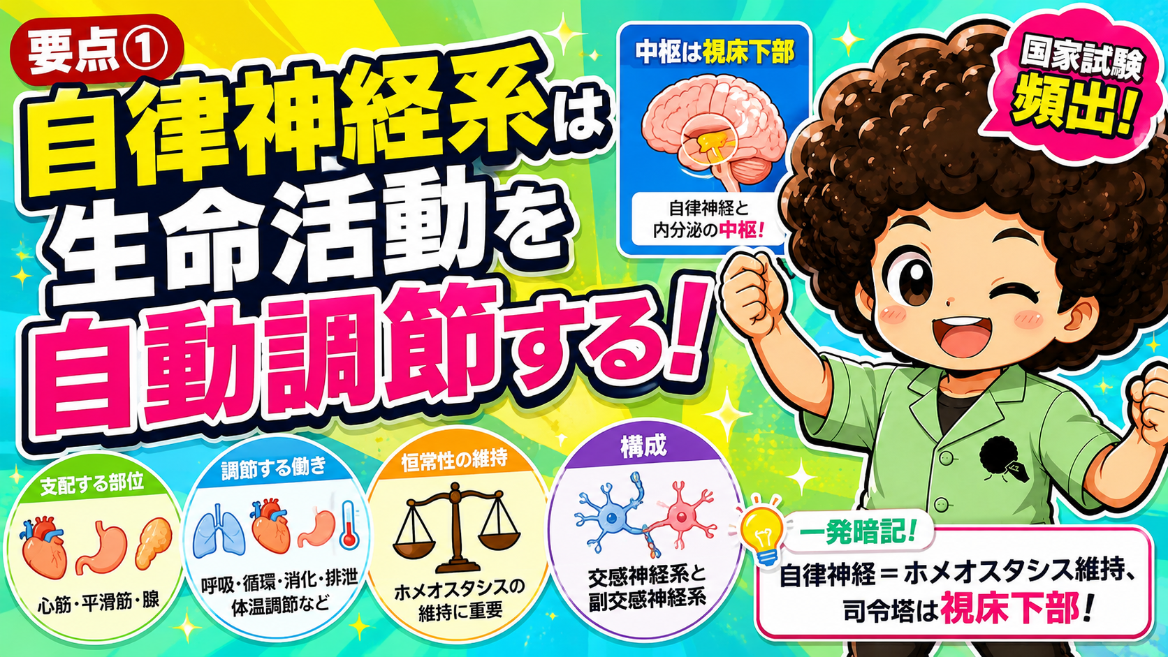 自律神経系は心筋・平滑筋・腺を支配し、視床下部を中枢としてホメオスタシスを維持する