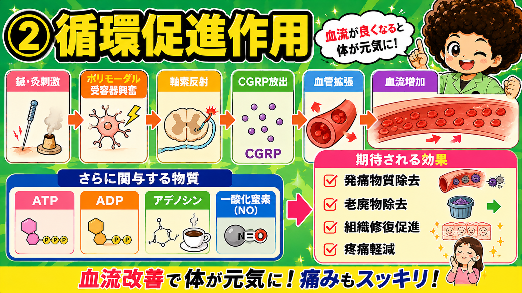 循環促進作用の流れ。ポリモーダル受容器→軸索反射→CGRP放出→血管拡張→血流増加