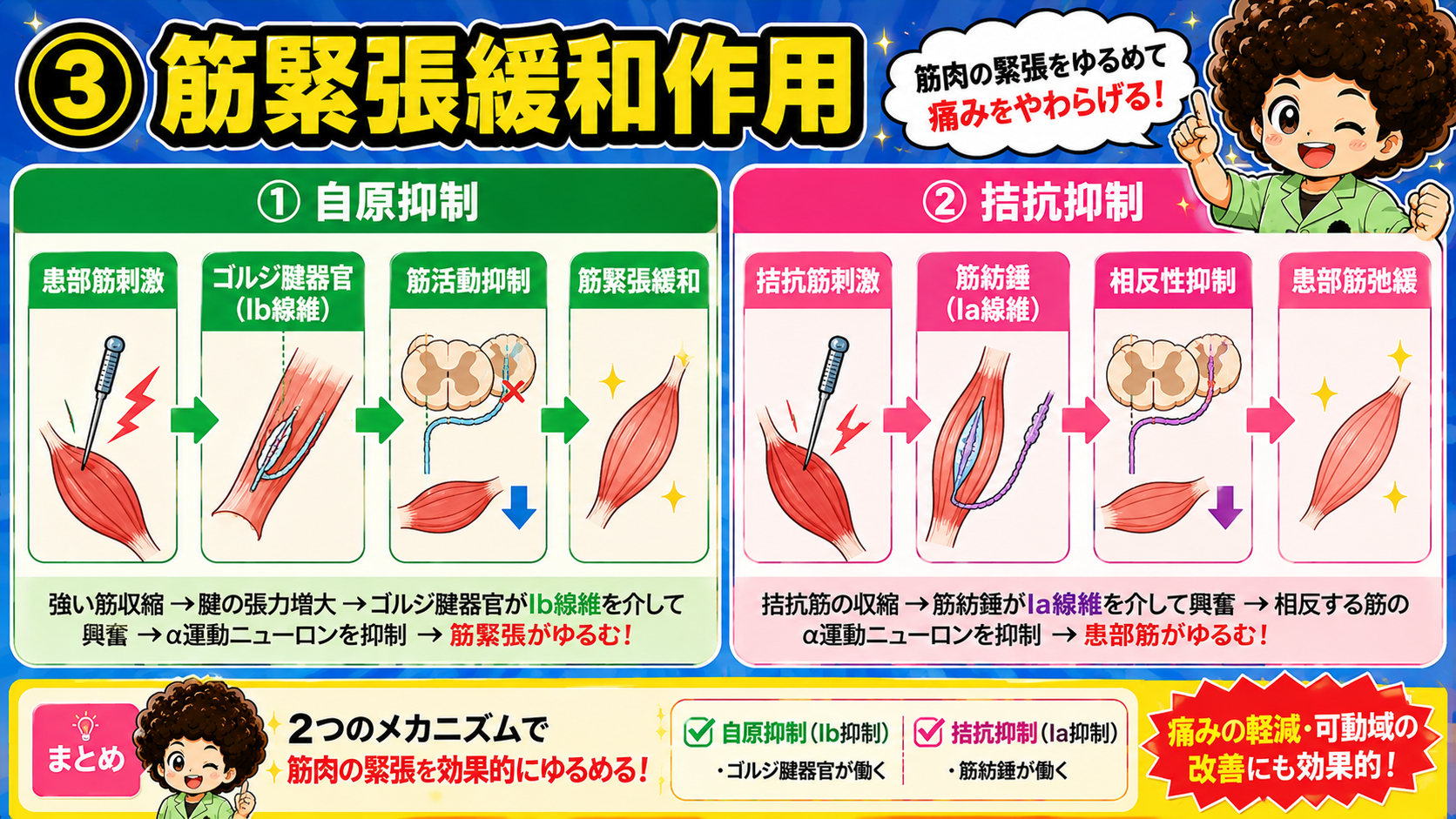 自原抑制（ゴルジ腱器官・Ib）と拮抗抑制（筋紡錘・Ia）の2つのメカニズム