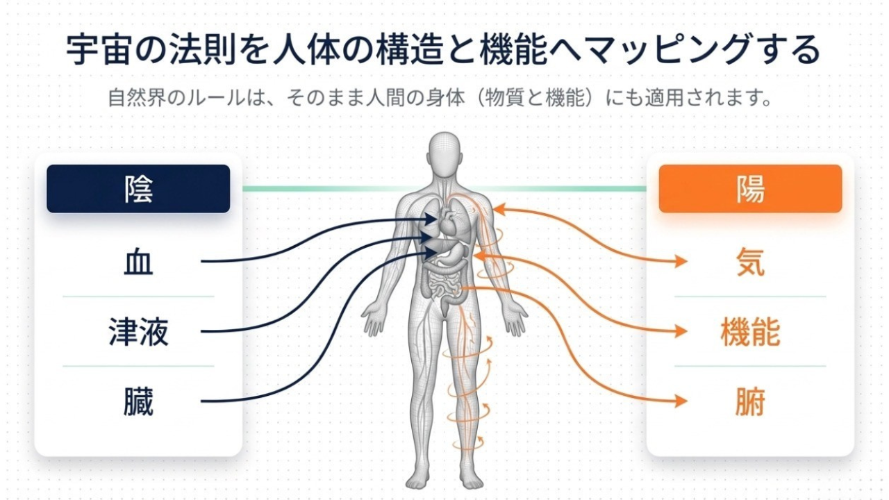 人体における陰陽の対応。陰＝血・津液・臓、陽＝気・機能・腑