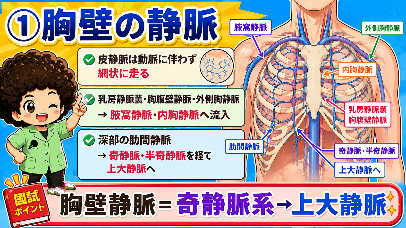 静脈2（体幹の静脈と門脈側副路）｜静脈2（体幹の静脈と門脈側副路） 1