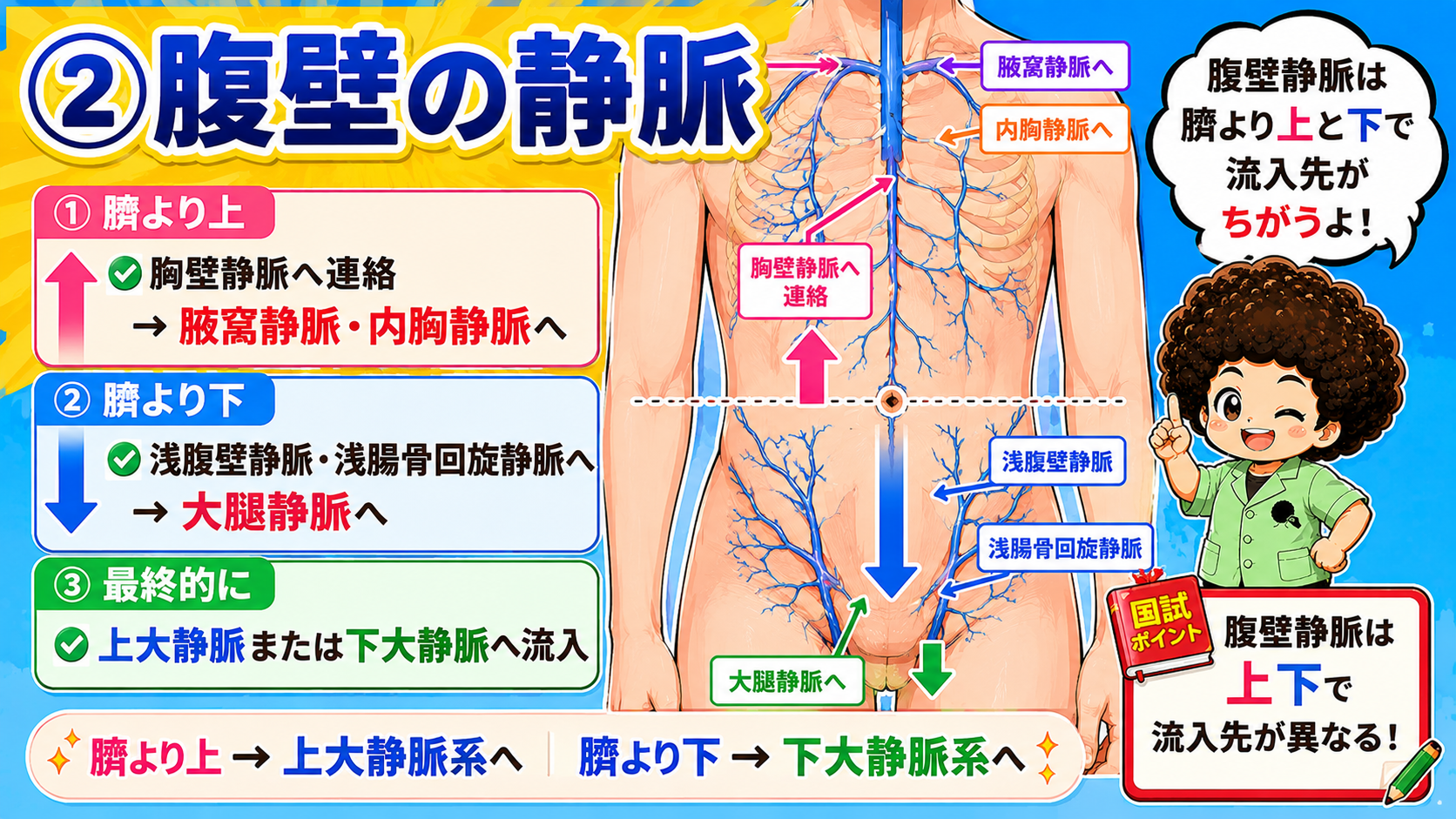 腹壁の静脈（臍を境とした上大静脈系・下大静脈系への分岐）