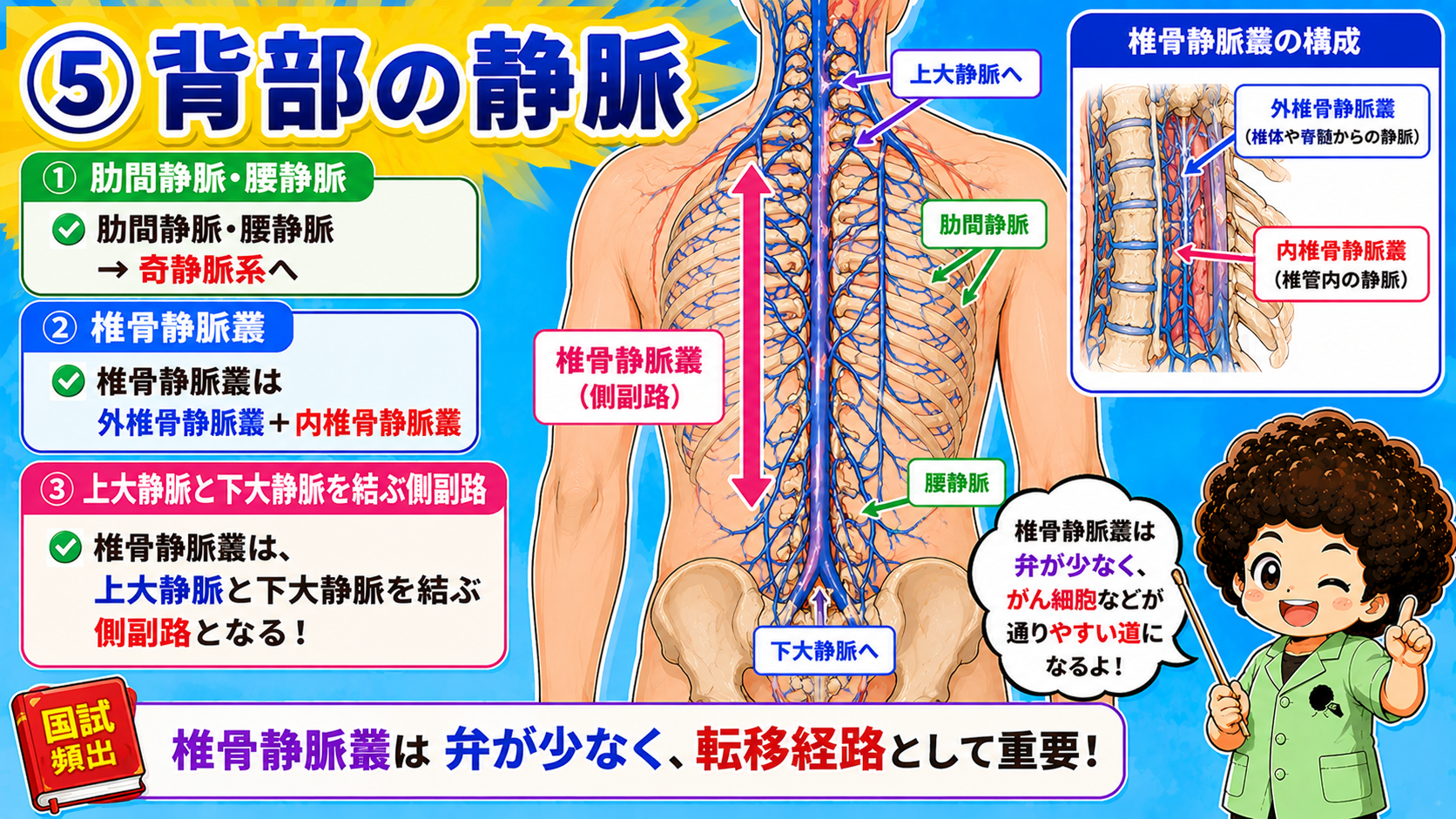 背部の静脈と椎骨静脈叢（外椎骨静脈叢・内椎骨静脈叢の構成）