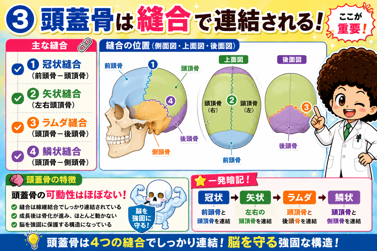冠状縫合・矢状縫合・ラムダ縫合・鱗状縫合の位置関係