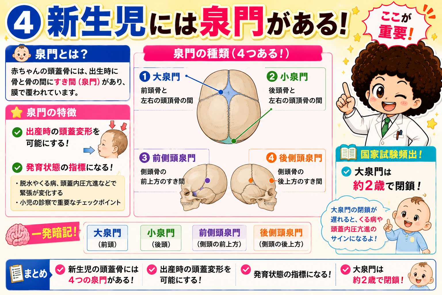 新生児の頭蓋骨には大泉門・小泉門・前側頭泉門・後側頭泉門の4つがある