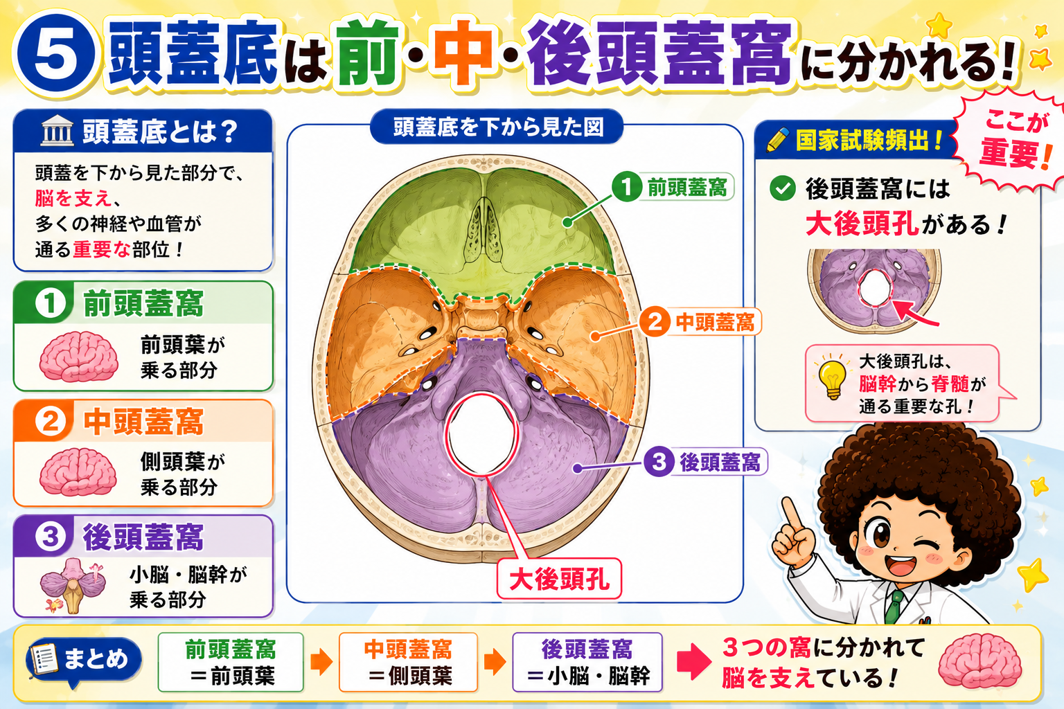 後頭蓋窩には脳幹から脊髄が通る大後頭孔がある