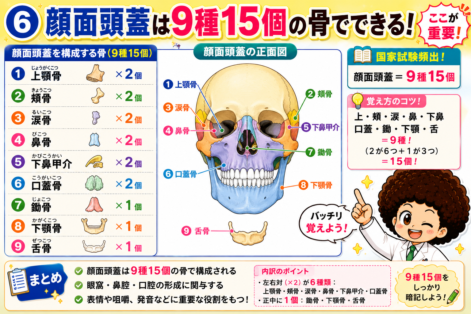 顔面頭蓋は上顎骨・頬骨・涙骨・鼻骨・下鼻甲介・口蓋骨(各2個)と鋤骨・下顎骨・舌骨(各1個)の9種15個からなる