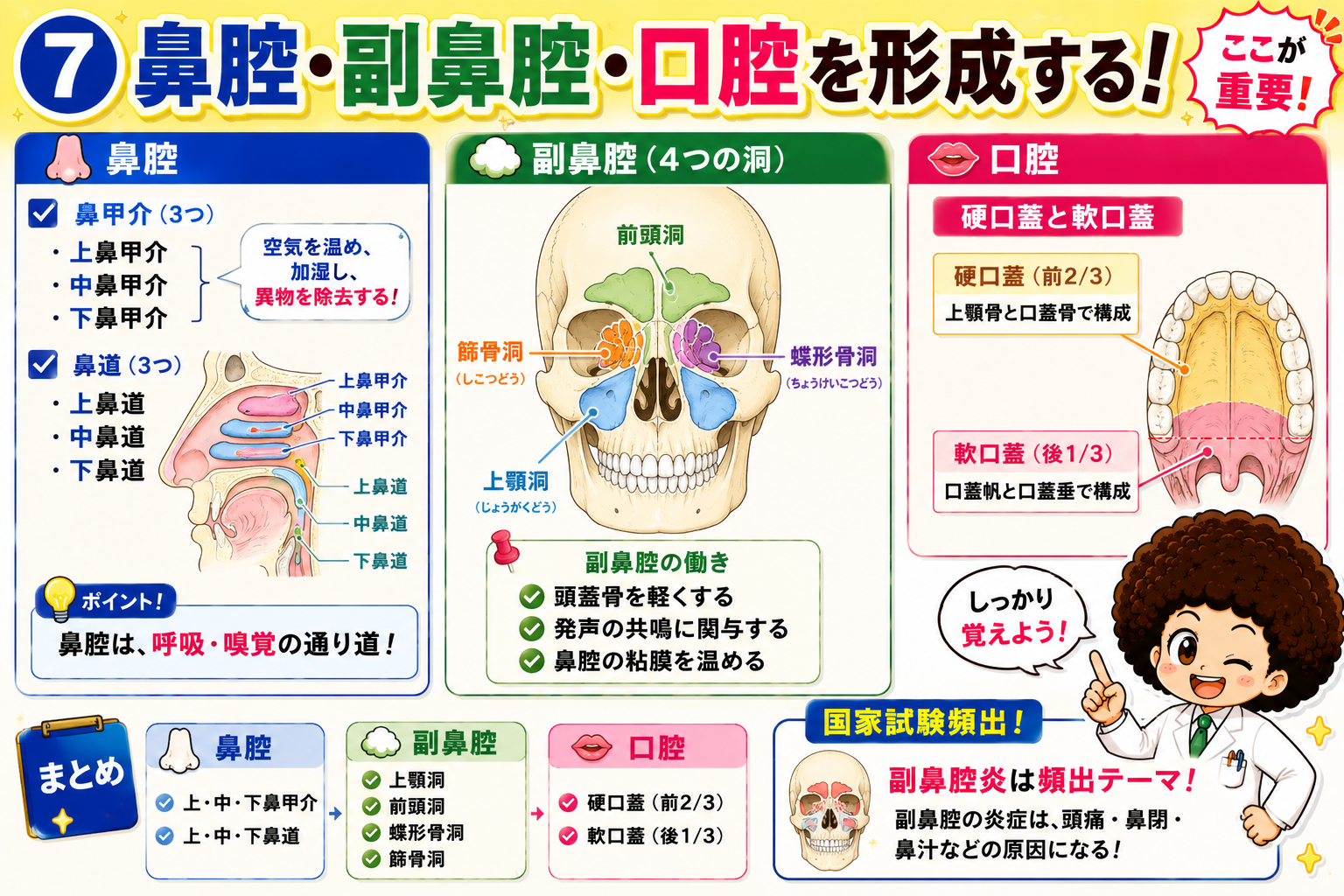 鼻腔(上中下鼻甲介・鼻道)・副鼻腔(4つの洞)・口腔(硬口蓋・軟口蓋)の構造