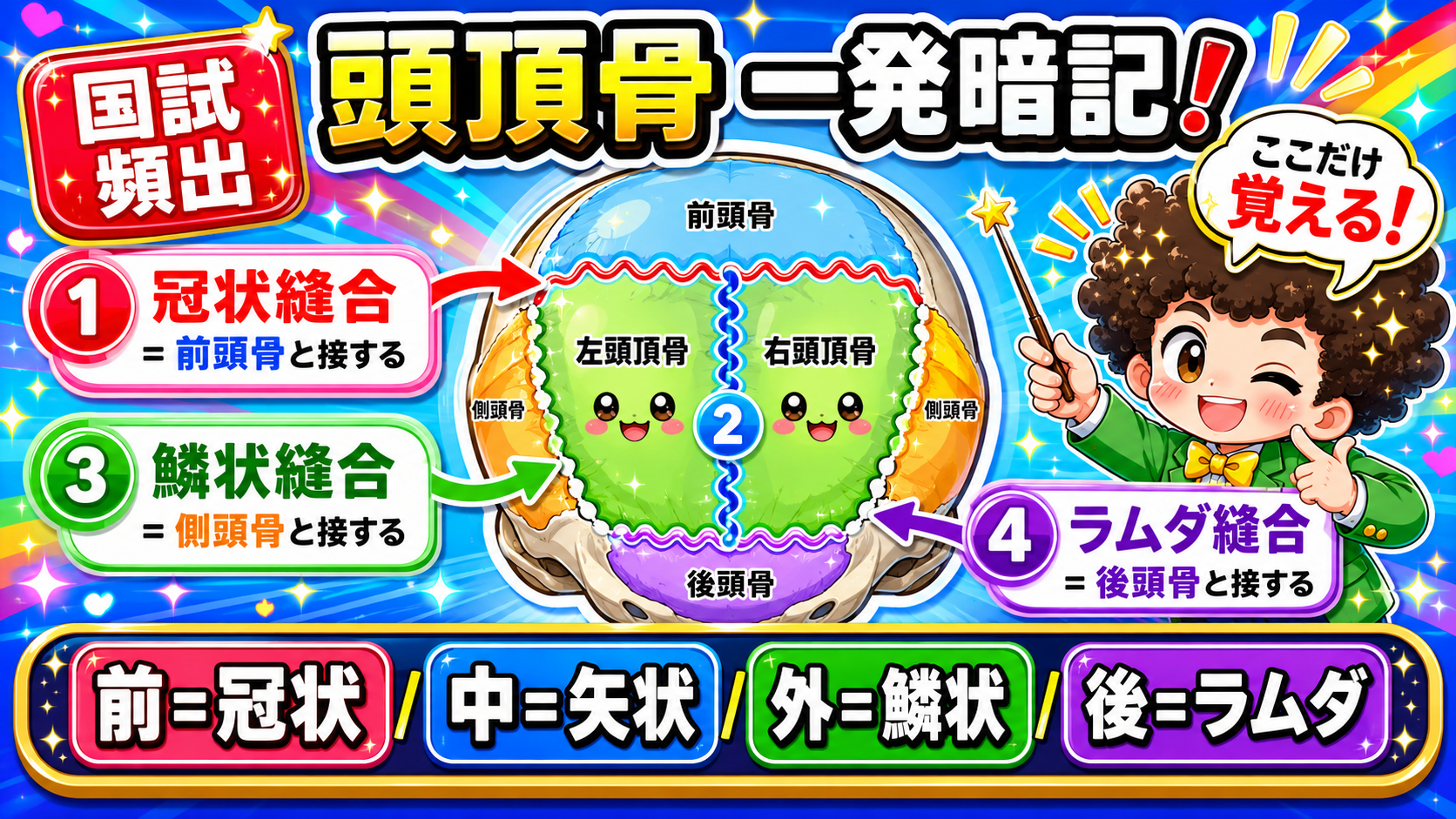 頭頂骨の縫合まとめ。冠状縫合→矢状縫合→鱗状縫合→ラムダ縫合の流れで一発暗記。